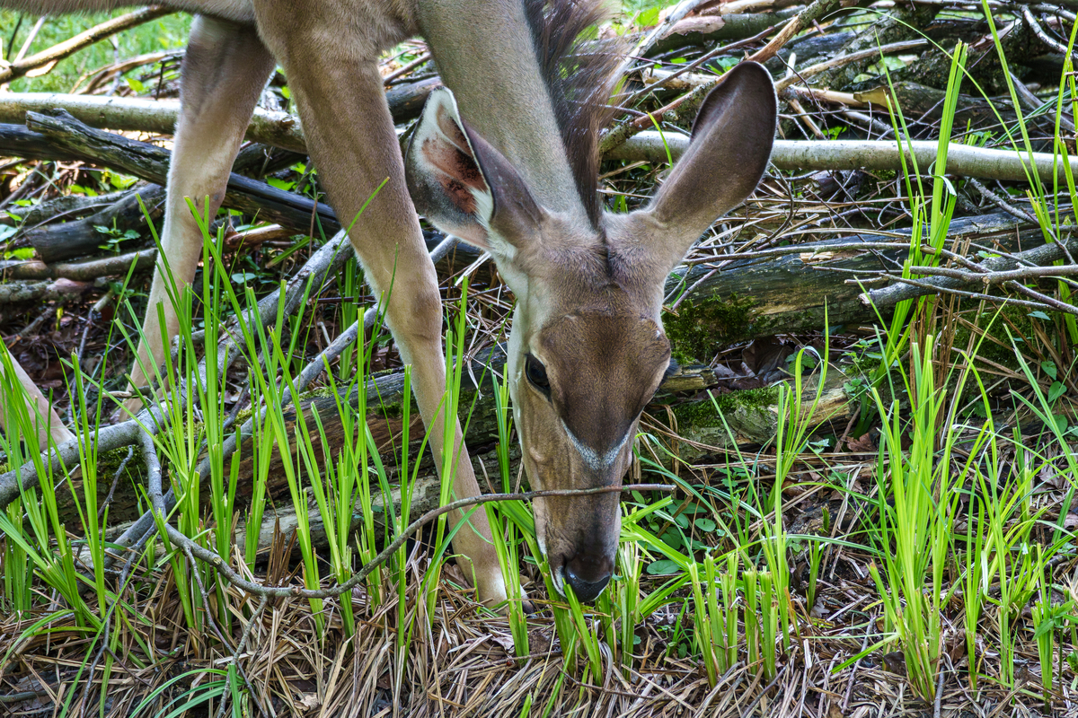 甘肃兰州的动植物资源