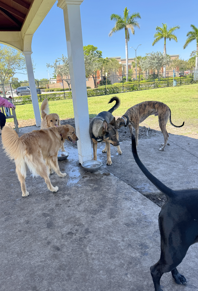 東京ズーネットワークにおける持続可能な運営に向けた取り組み：地域特性と社会環境を踏まえて