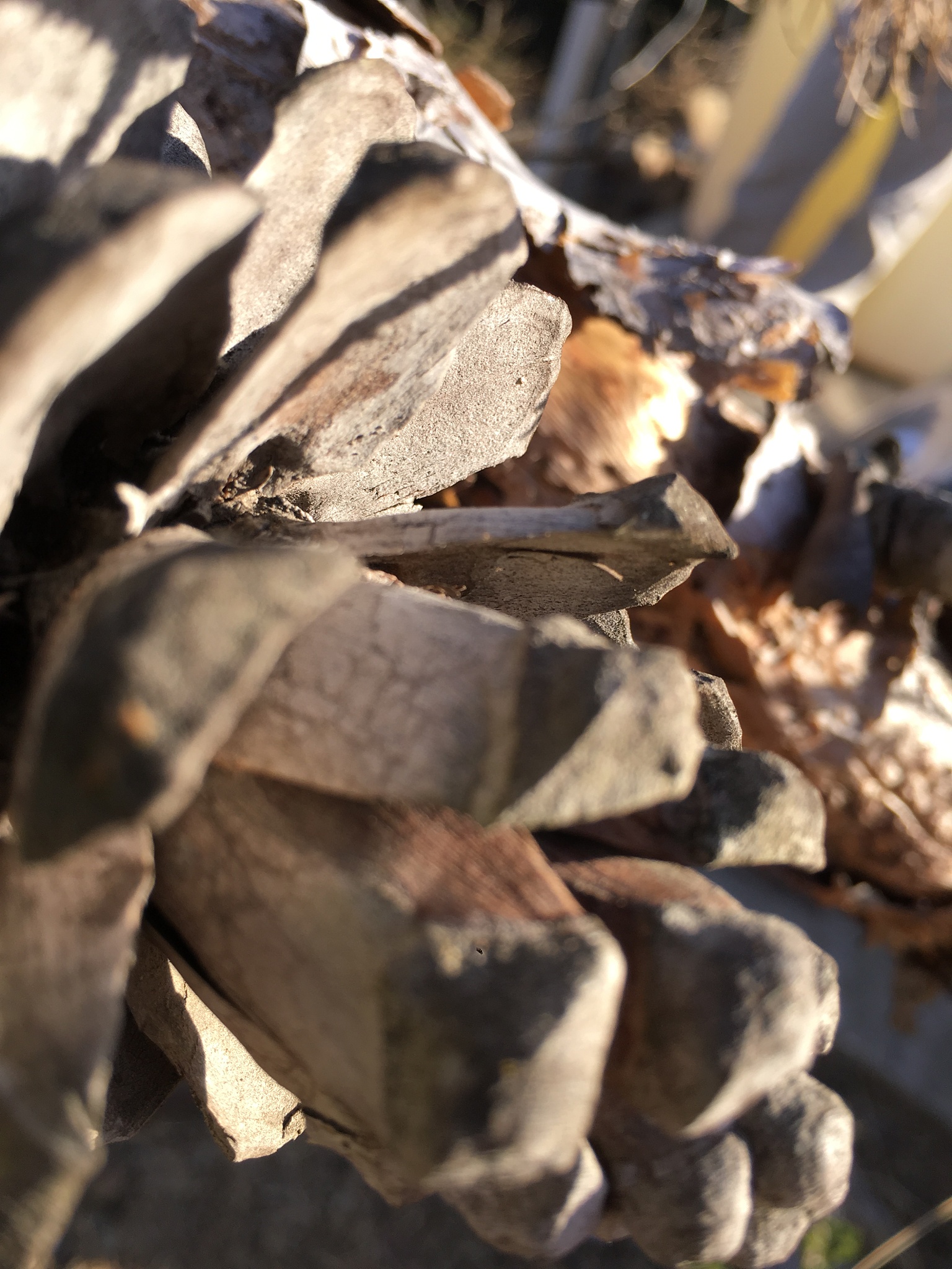 新鲜何首乌怎么晒干，