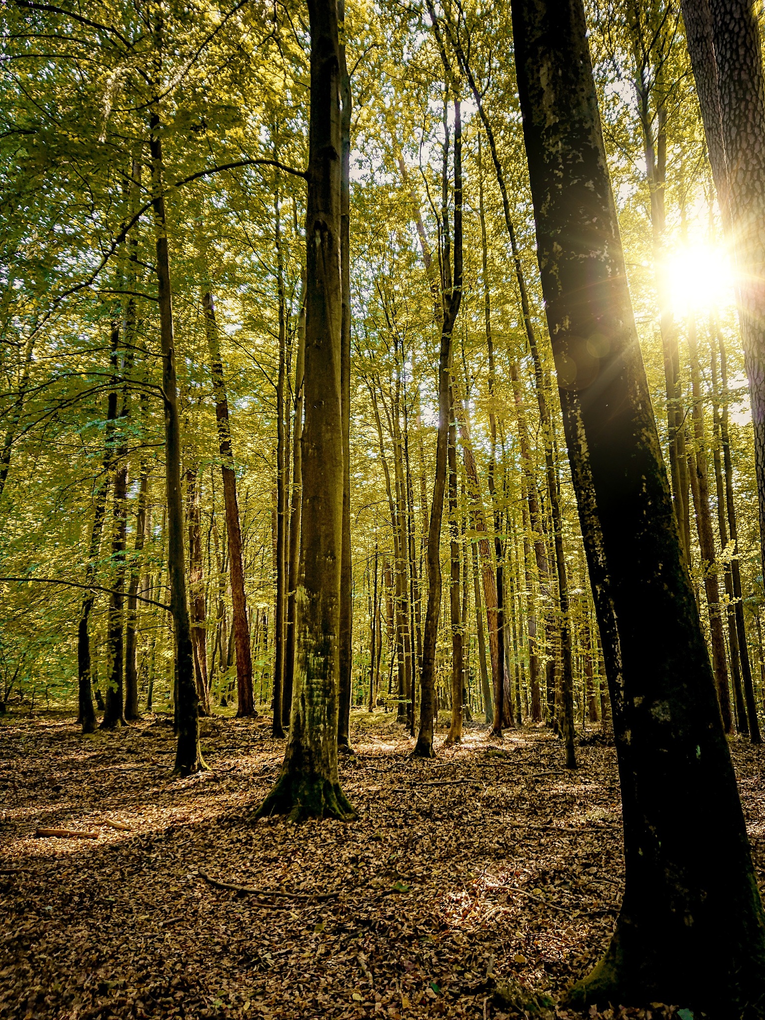 森林手机版手游更新日志 - 最新版本更新内容