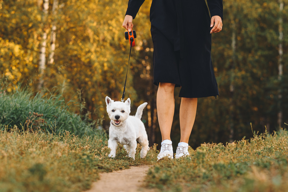 以宠物的重要性：为我们带来无条件的爱和陪伴为题写一篇1100字文章