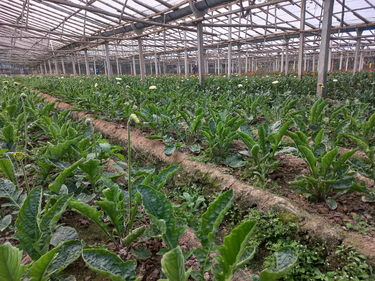 中草药种植技术专业就业前景如何？