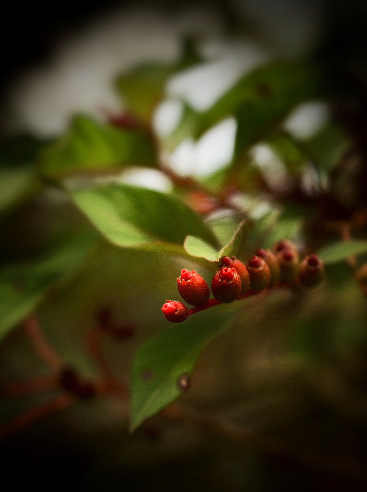 你是诗人李白。以杨梅庹飞作一首诗。