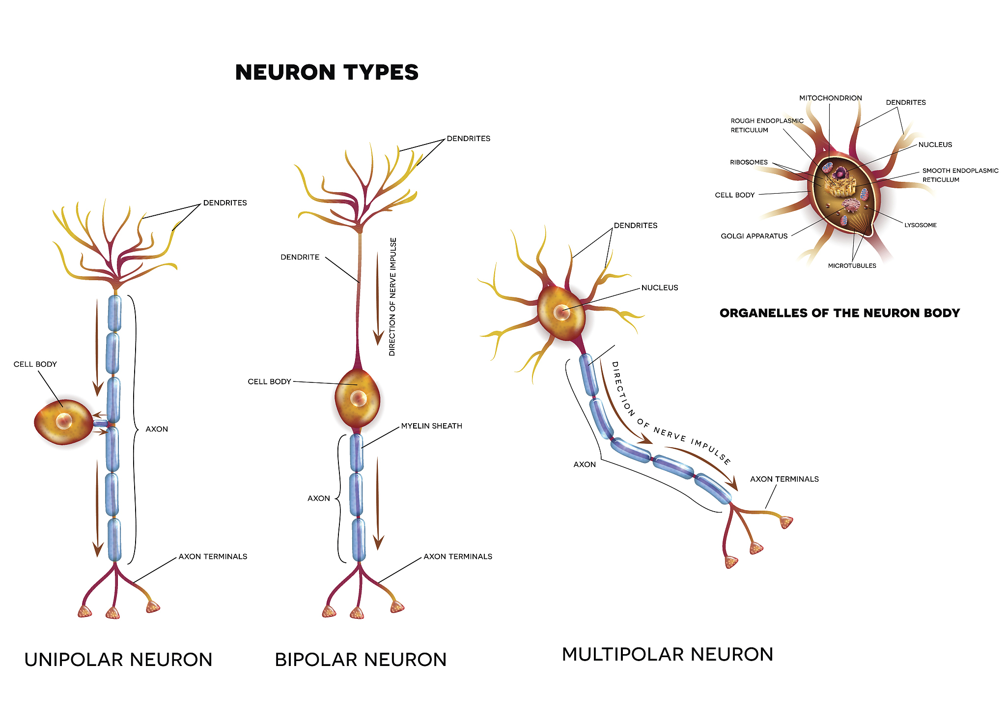大脑能量来源：血糖氧化供能机制及重要性