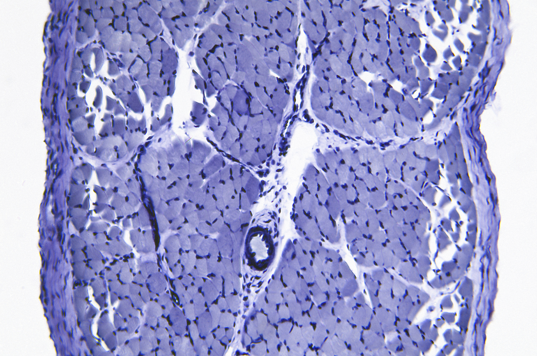 architectural在生物中是什么意思