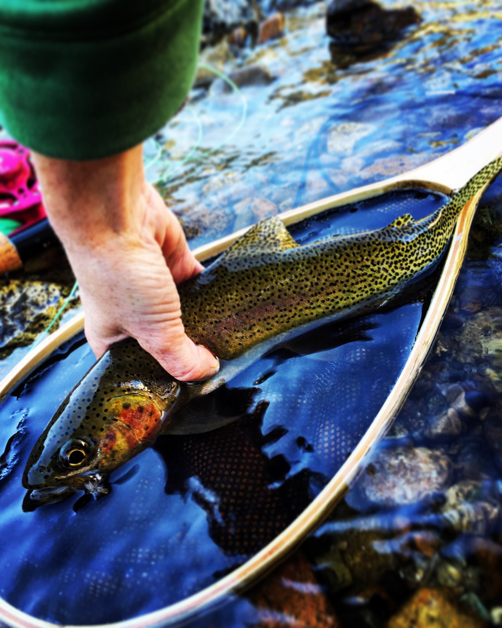 close-up of hand holding fish