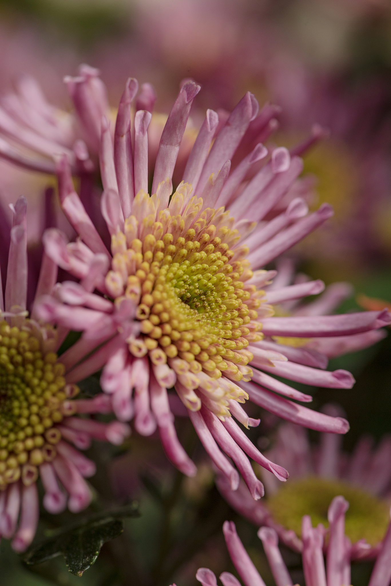 而她的梦想就是成为下一个无败三冠马娘即在臯月赏日本德比和菊花赏上接连取得胜利且之前的所有比赛都要夺冠。因为这三场赛事一生只能参加一次所以具有极高的含金量三冠也几乎是所有马娘的梦想。在帝王的努力下她已经以不败的战绩成功赢得臯月赏和日本德比的冠军距离无败三冠只差最后一场菊花赏。把这段话翻译成日语