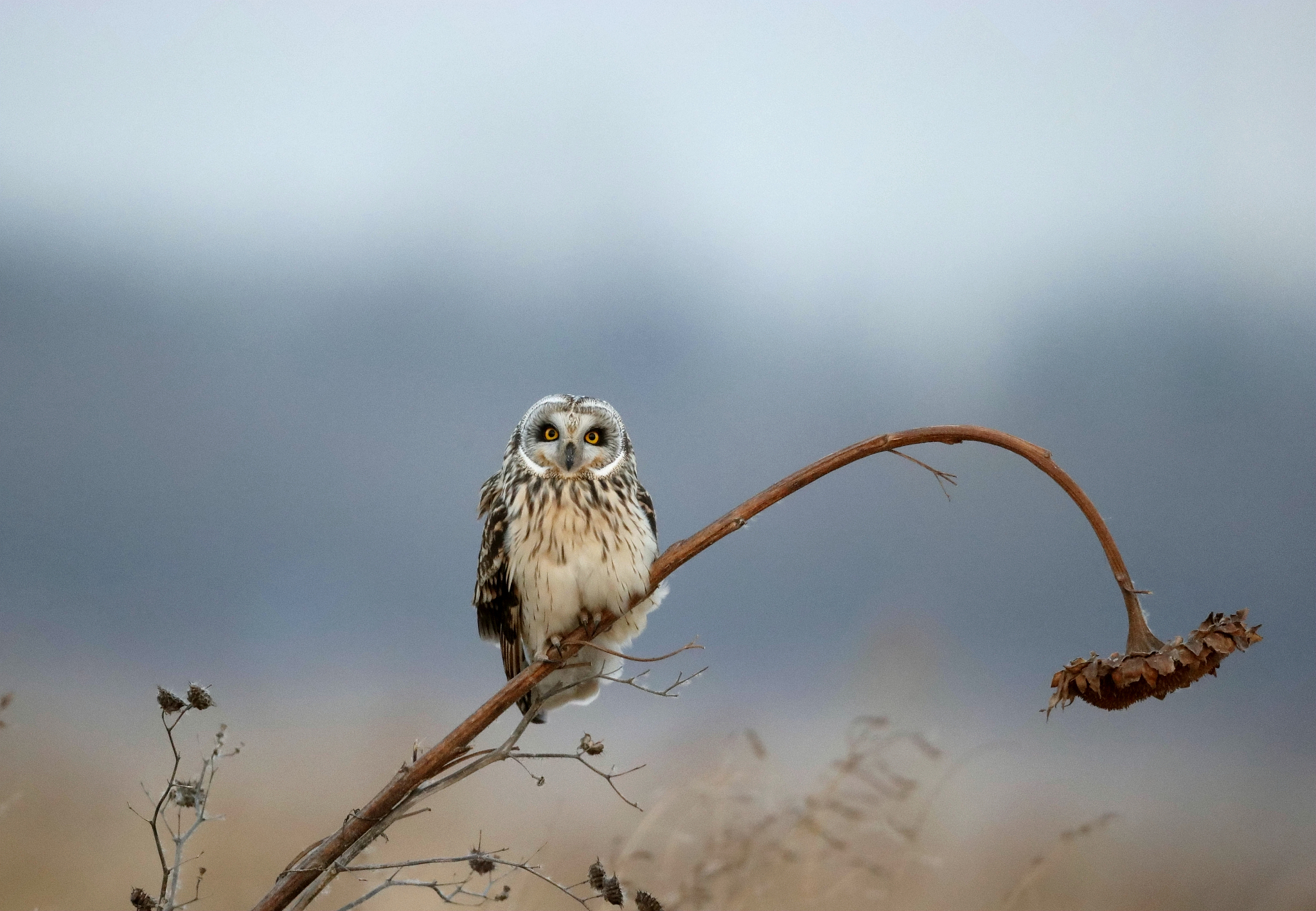 我是来自山东的文科高考考生我考了750分应该报考什么大学