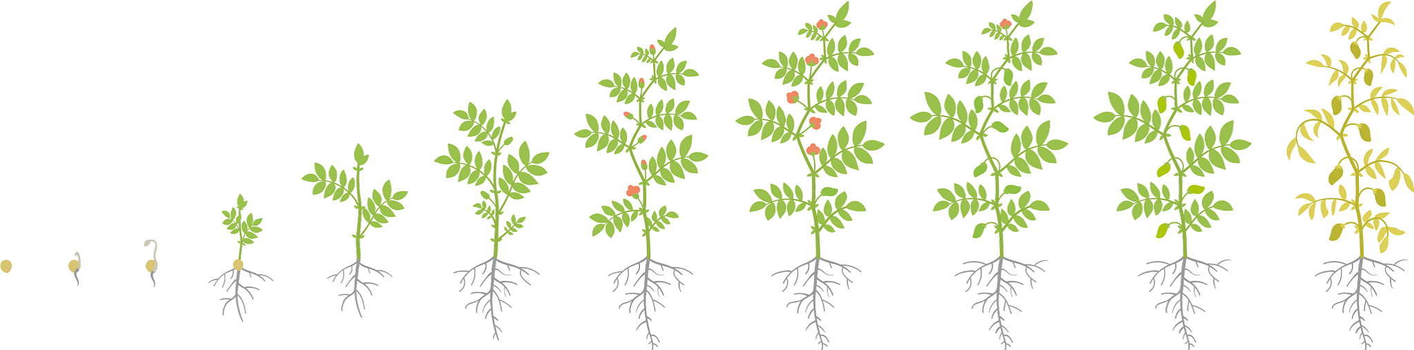 Agronomy期刊：推动农业科学与实践发展的平台