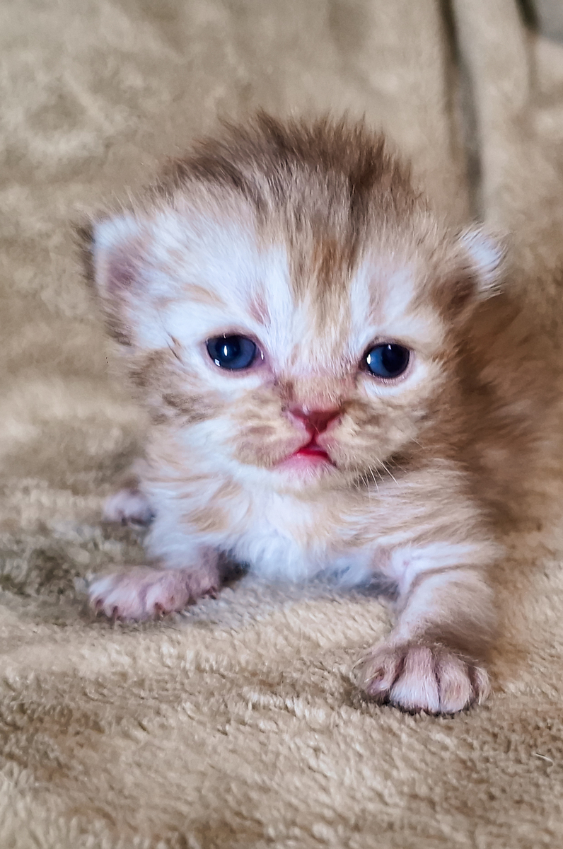 萌化你的心！刚出生的小奶猫，需要一个温暖的家