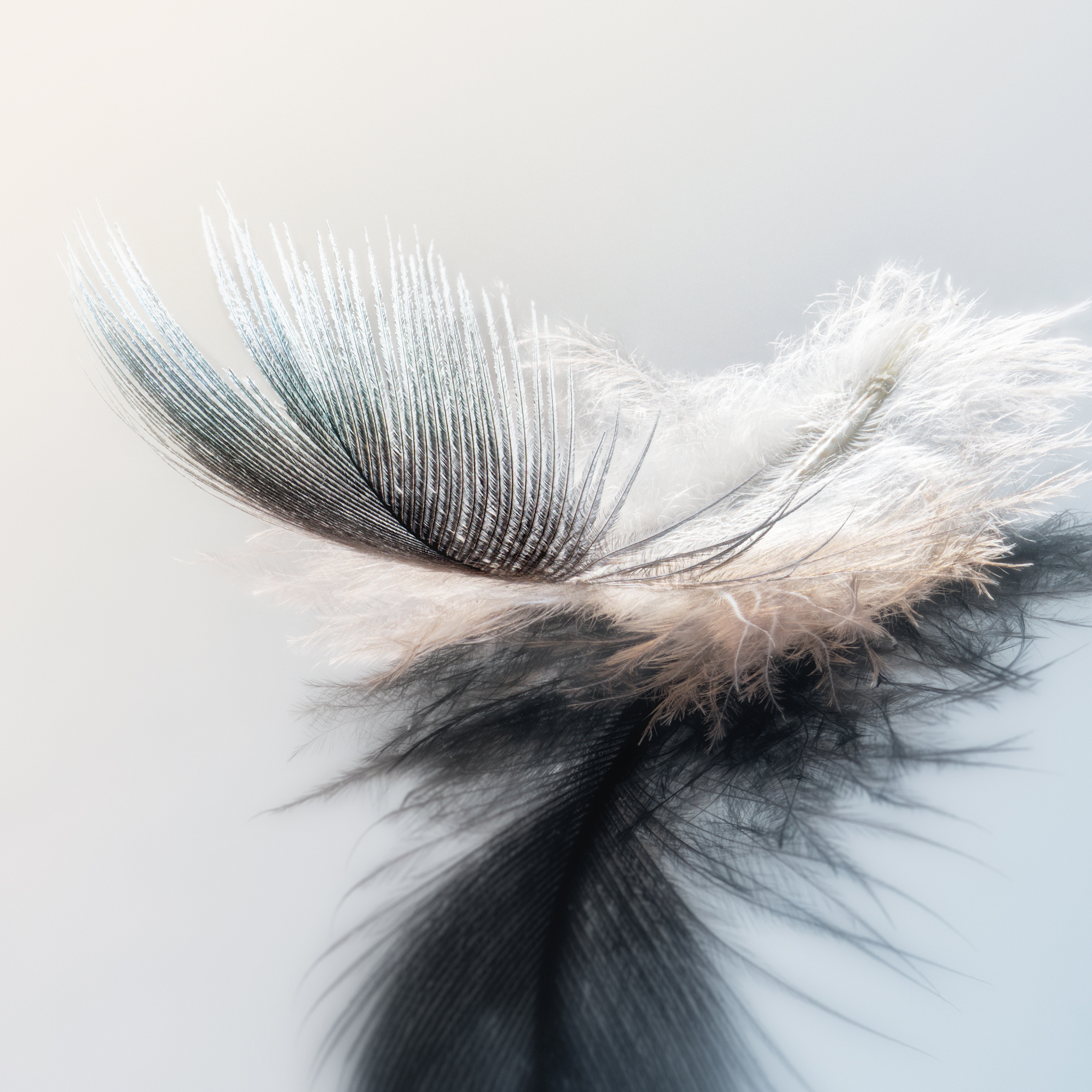 带羽毛或羽绒的鸟类的皮肤和其他部分：羽毛、羽毛部分、羽绒及其制品品目0505的货物以及加工过的羽毛和羽毛罩除外缩到十个字