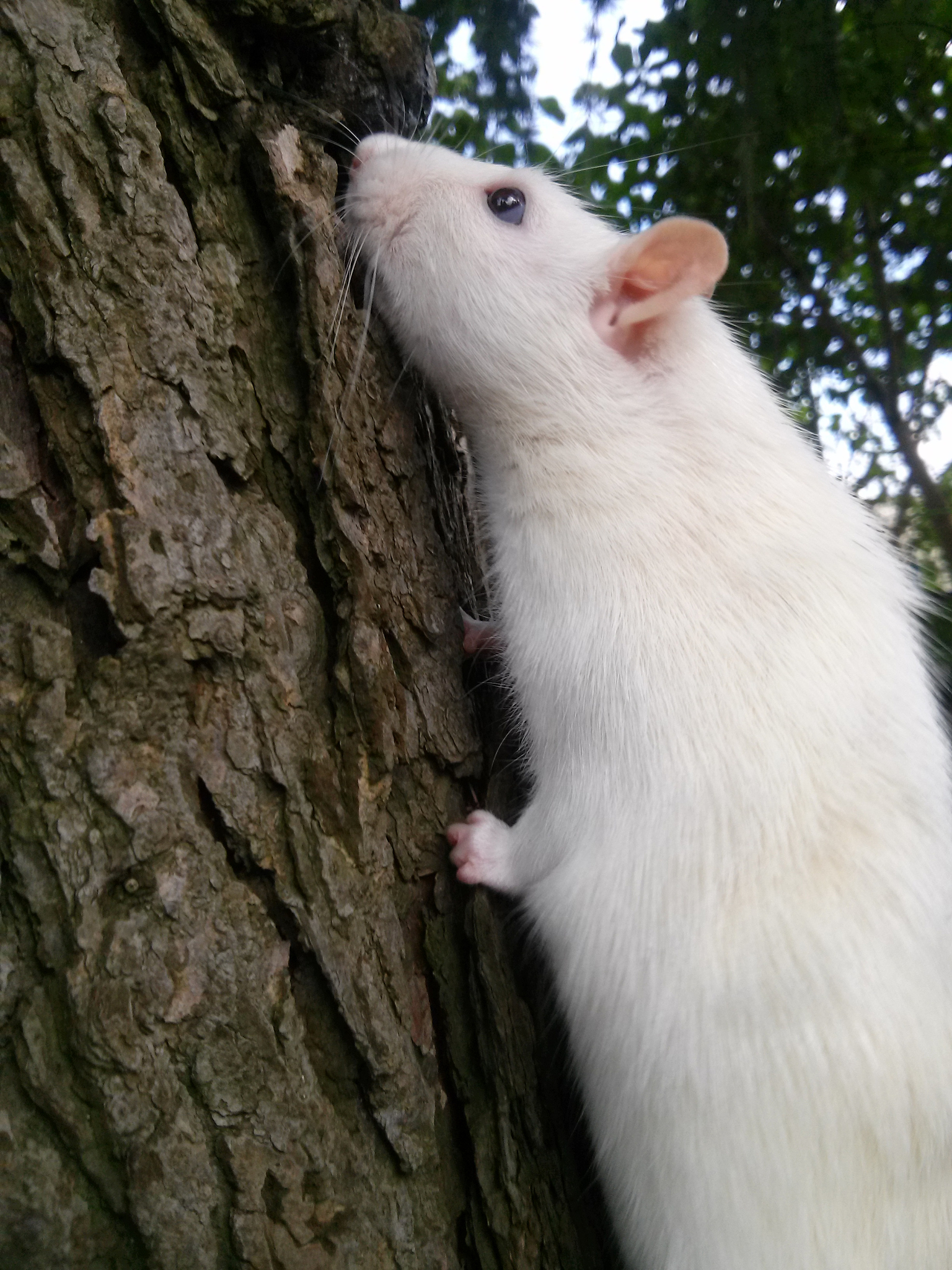 rat