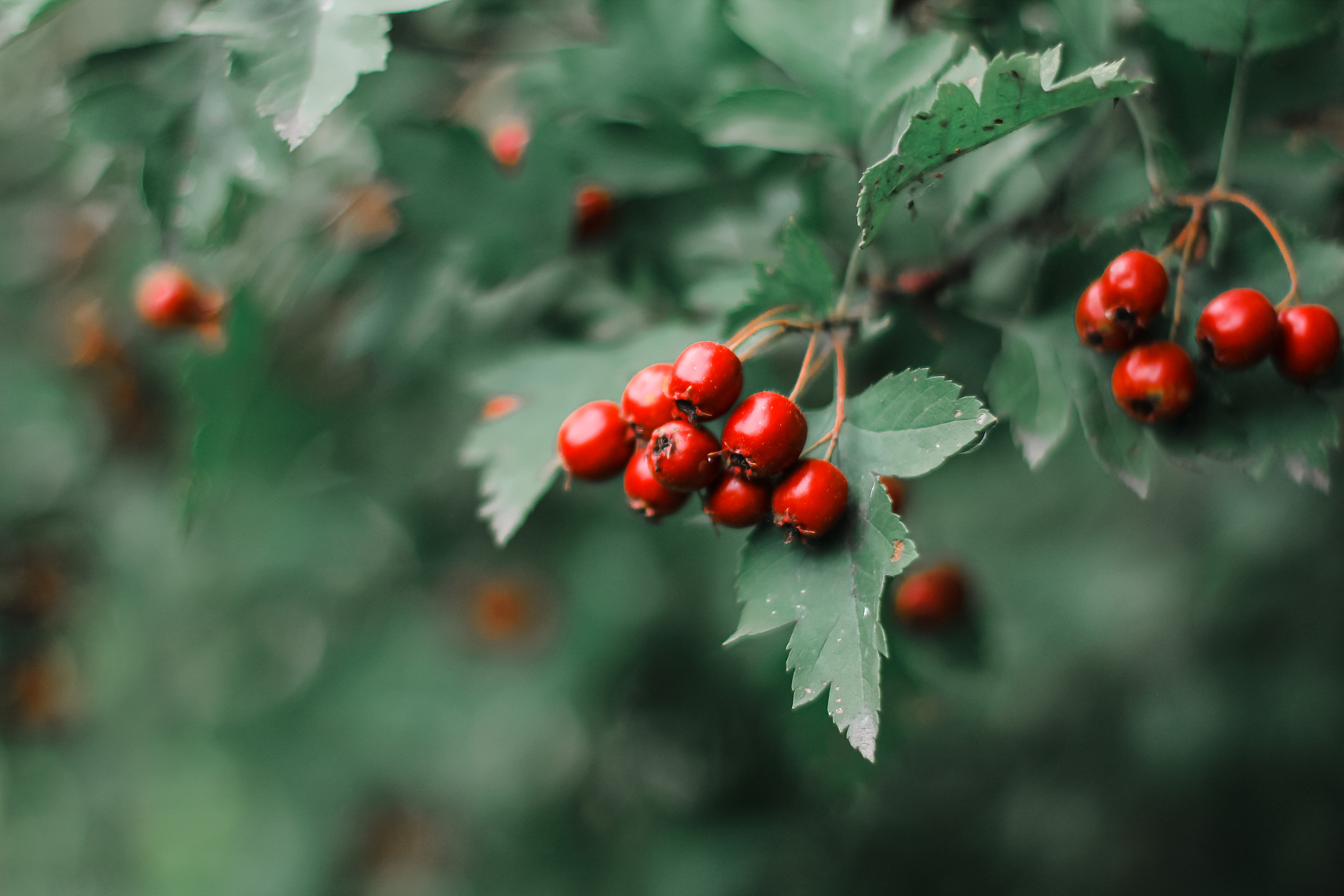 red fruit of crataegus monogyna, hawthorn. natural beautiful bac