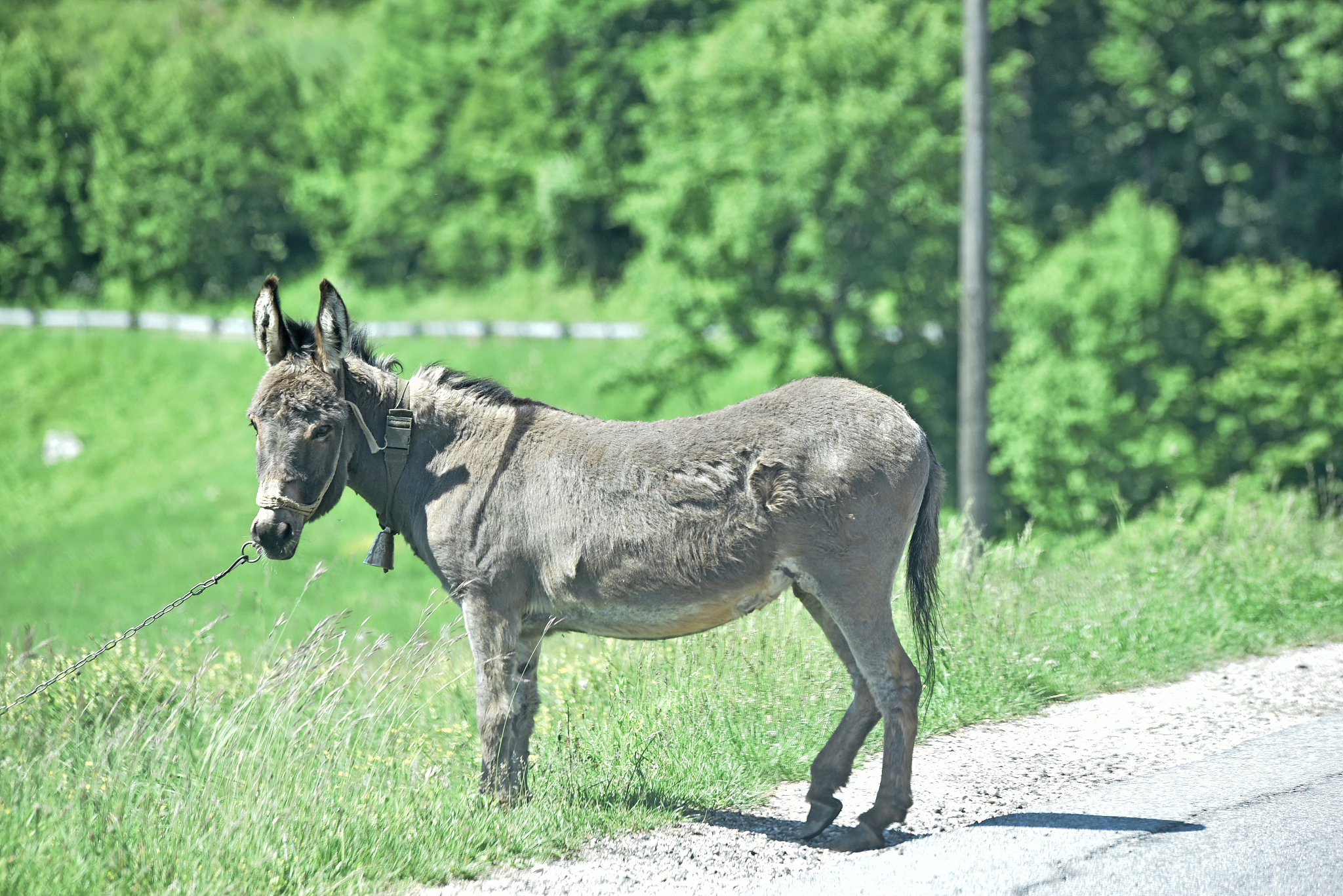 donkey
