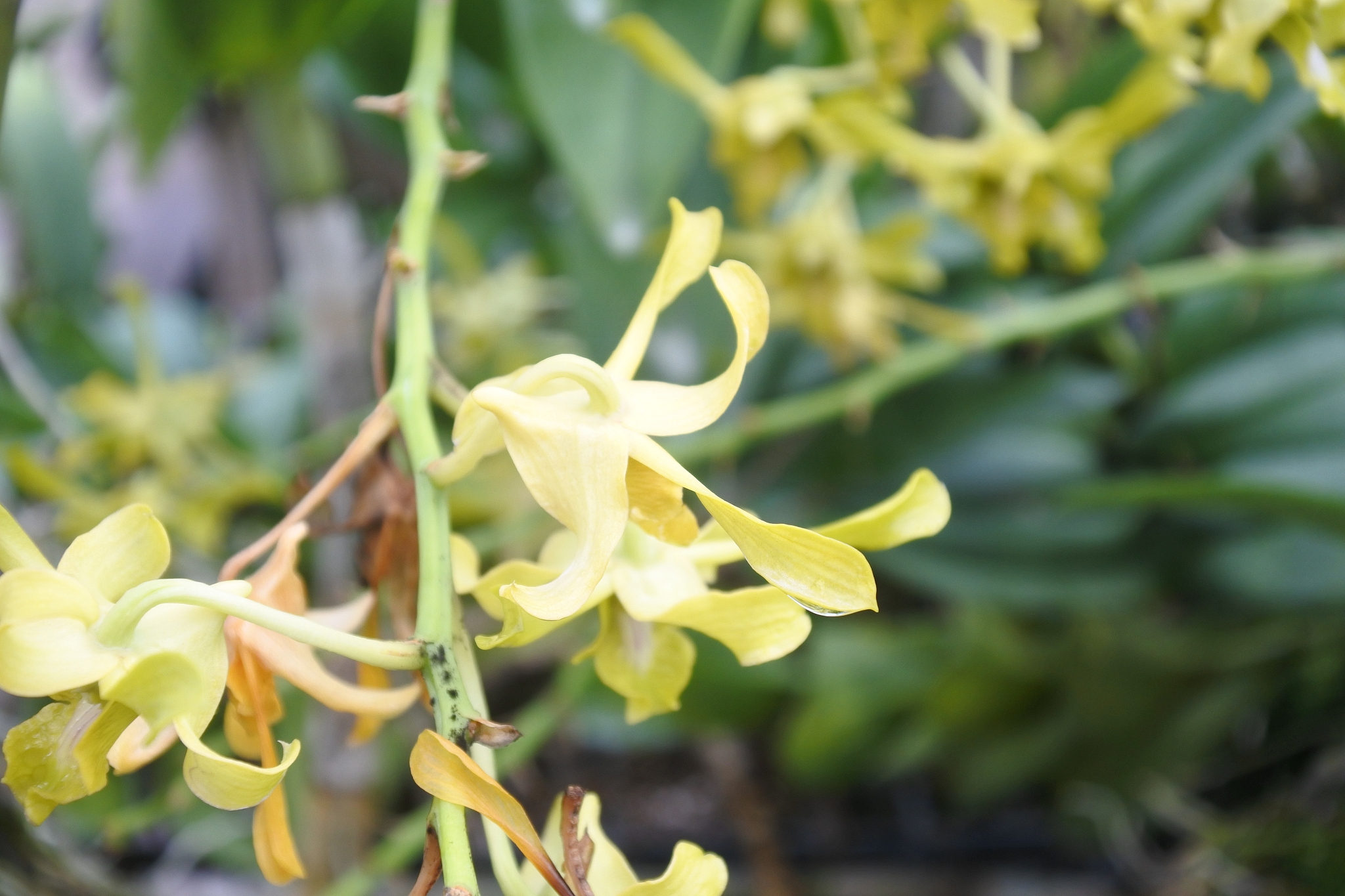 close-up of yellow flowering plant