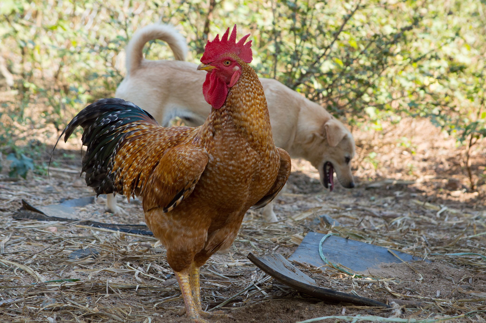 chicken images