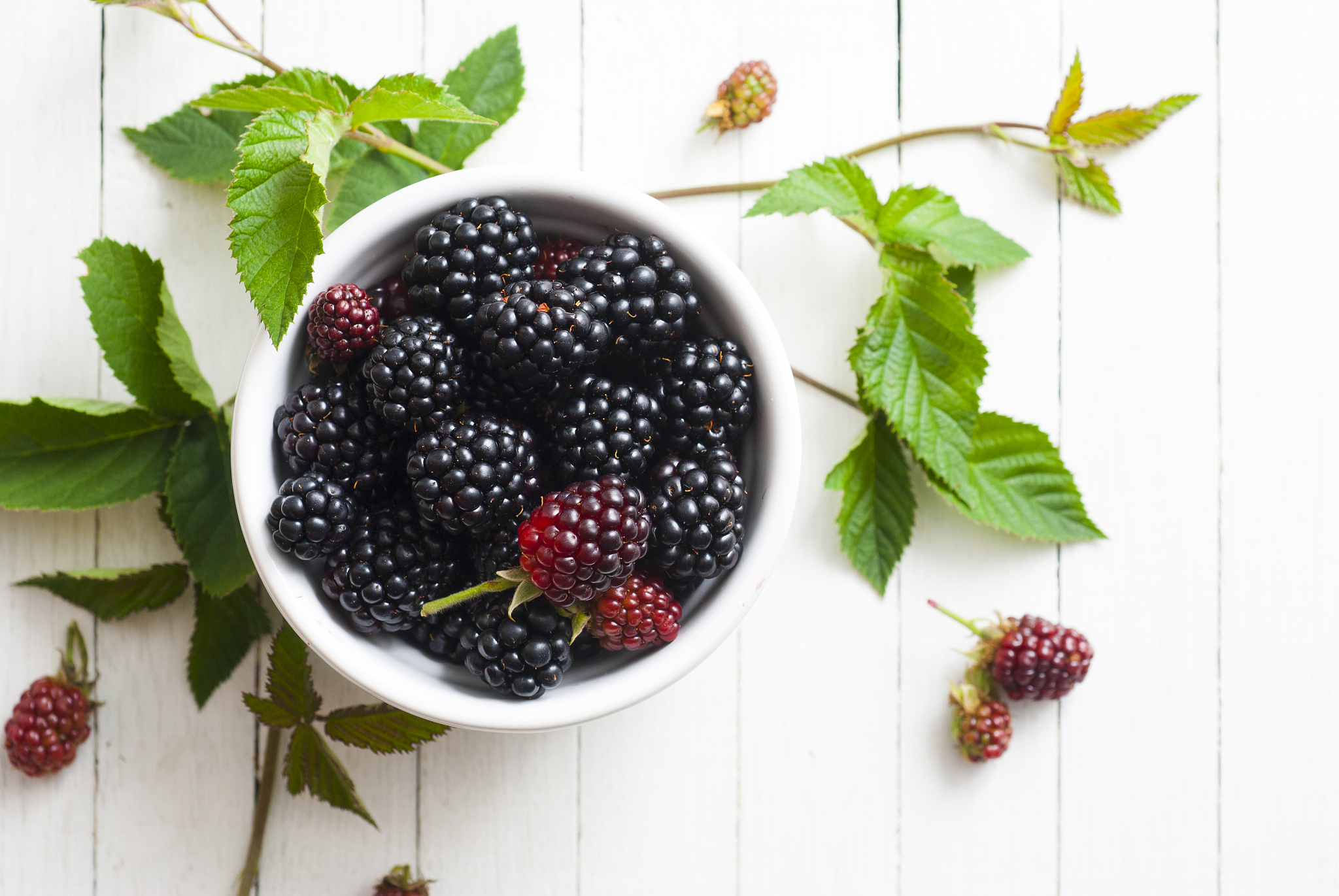 黑莓和桑葚是一种水果吗