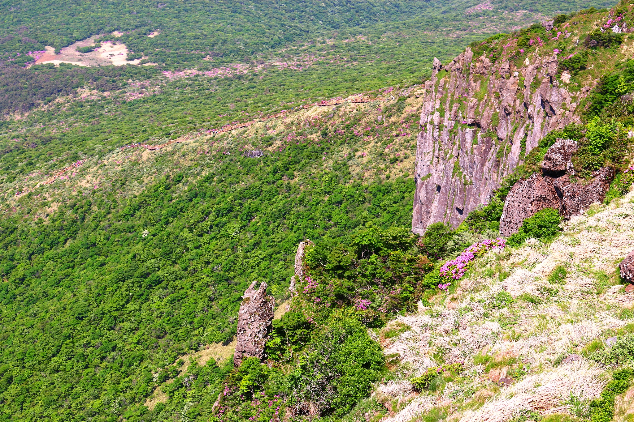 hallasan, mountain, mountain, mountain, forest, mountain, forest