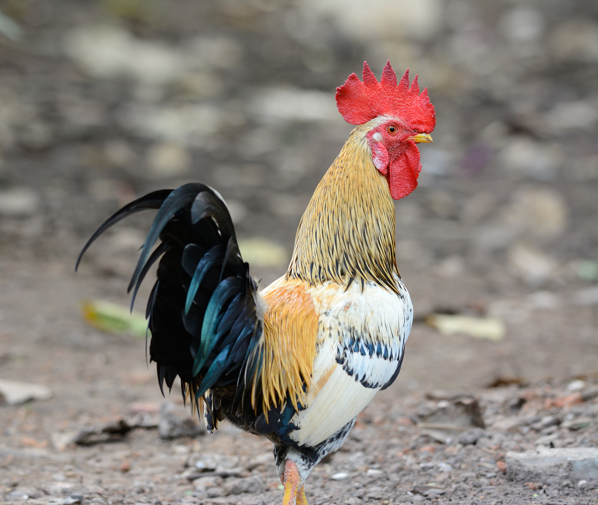 male thai native rooster