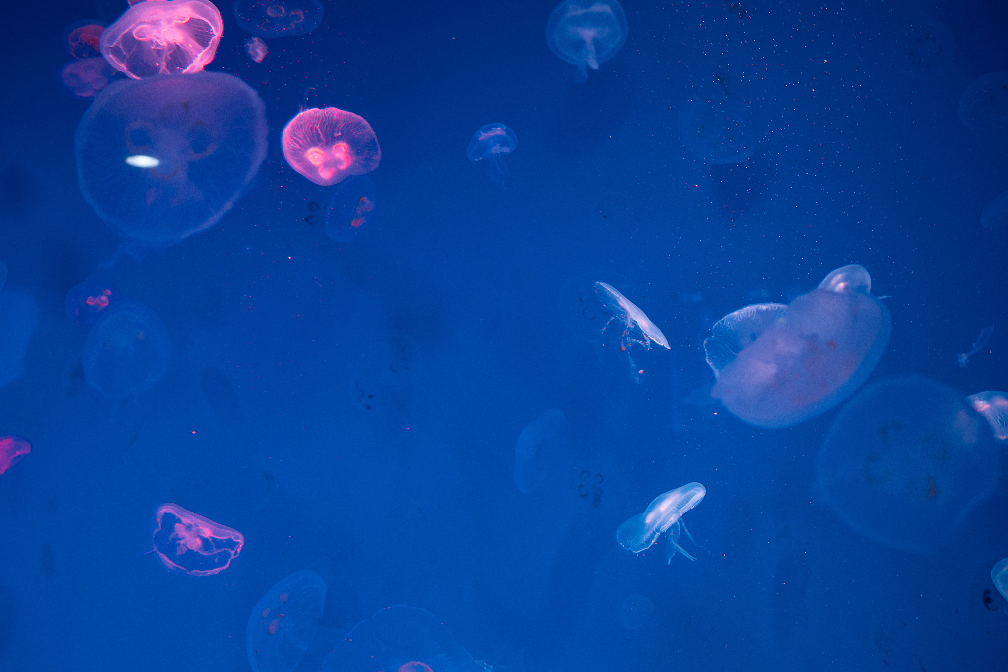 大连海洋学校2021年重点专业：海洋生物学等