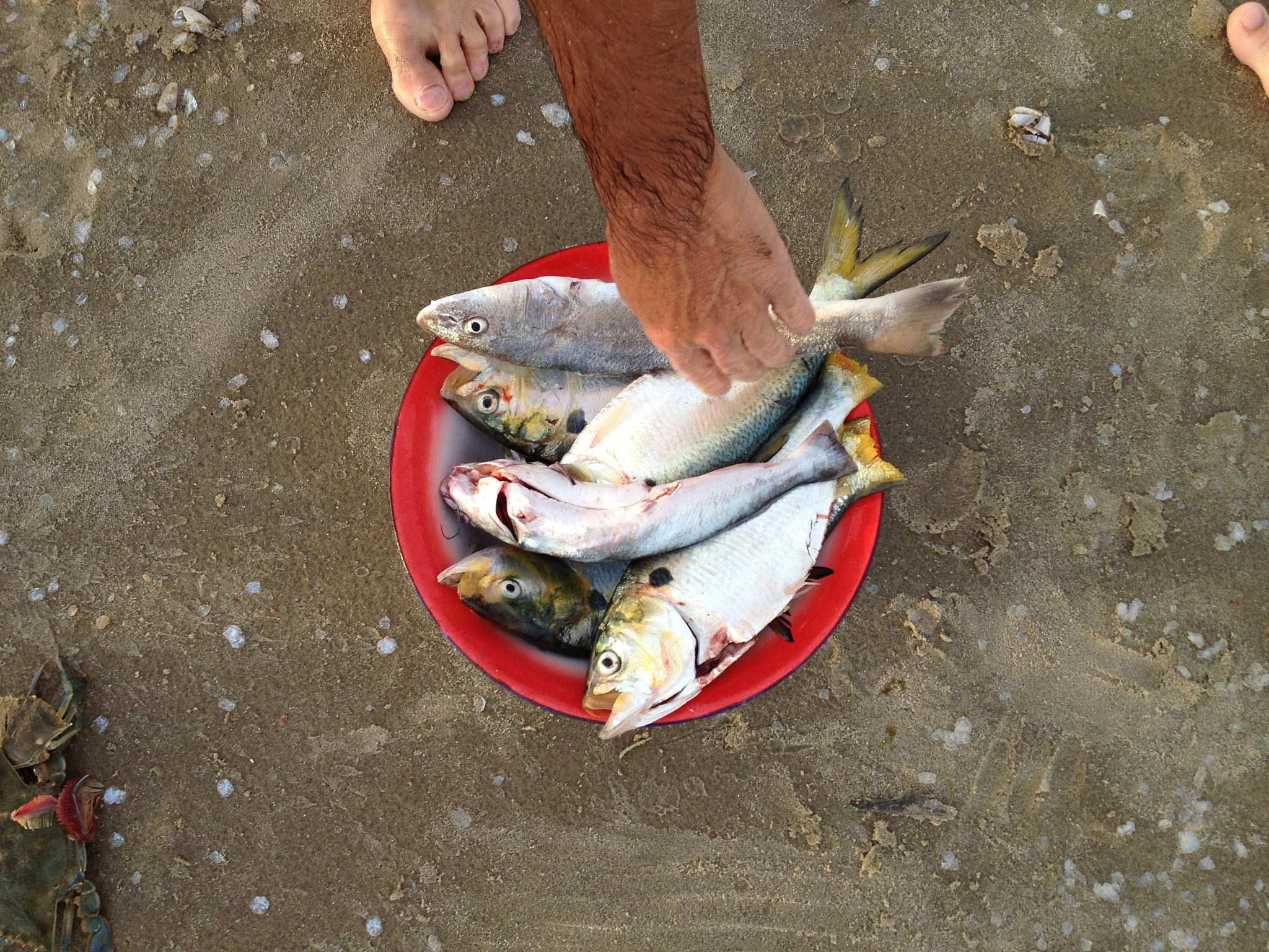 鲜虾肉钓淡水鱼：哪些鱼最爱吃？