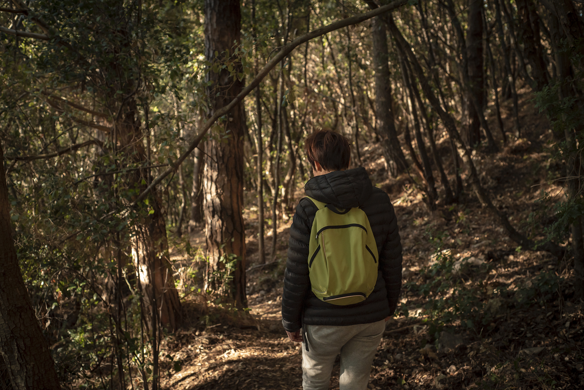 河南省森林资源二调