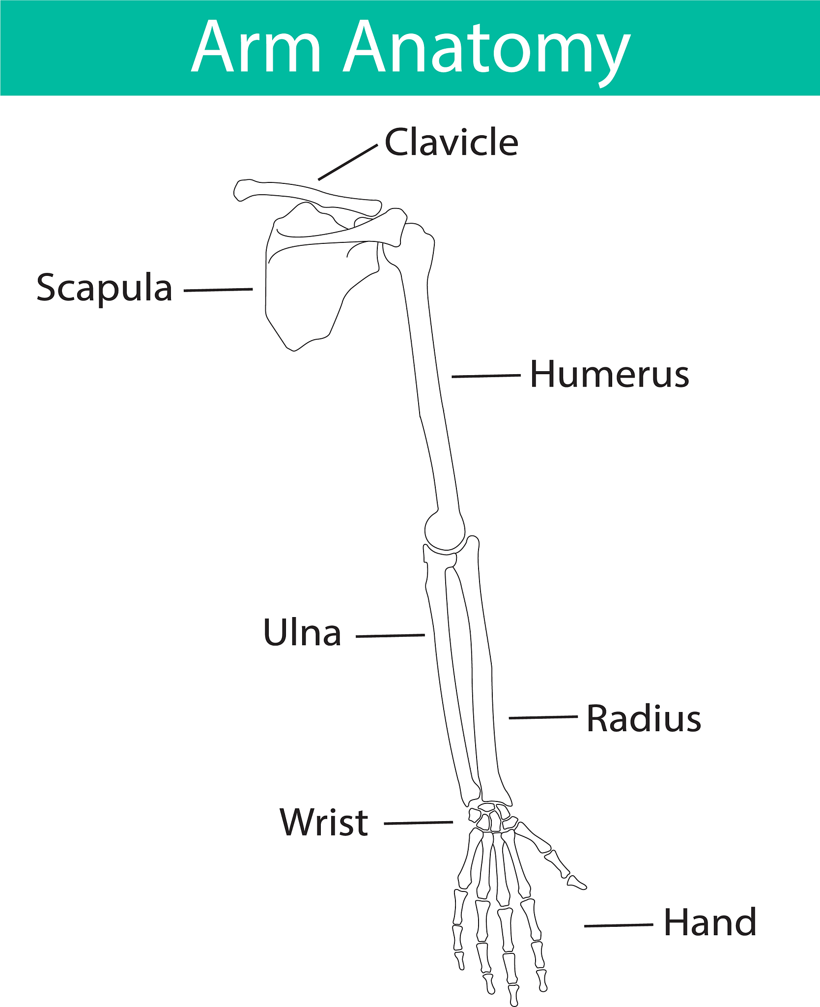Muscle Network Modeling Based on sEMG: A Comprehensive Review