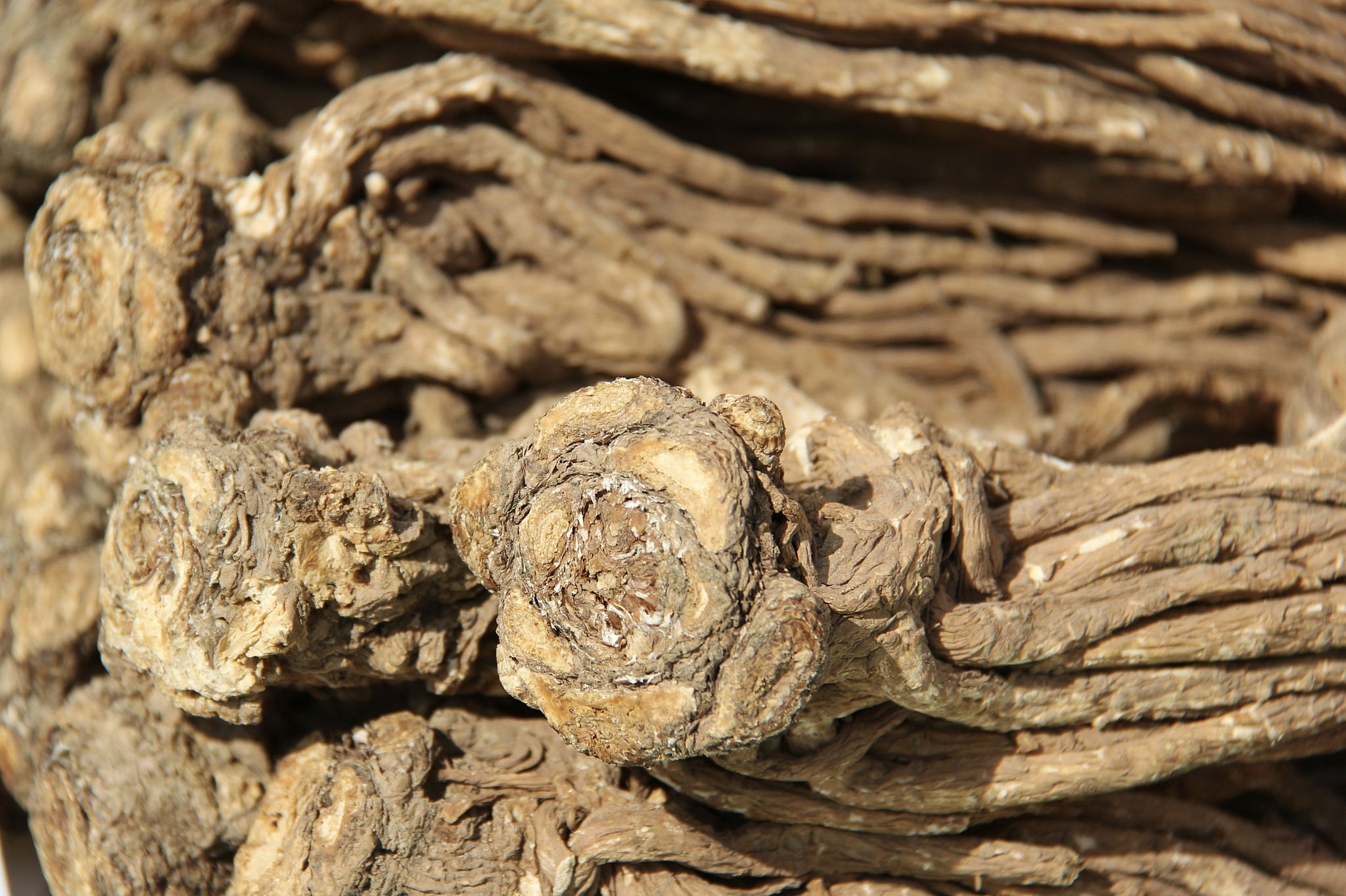 崧茯有什么功效