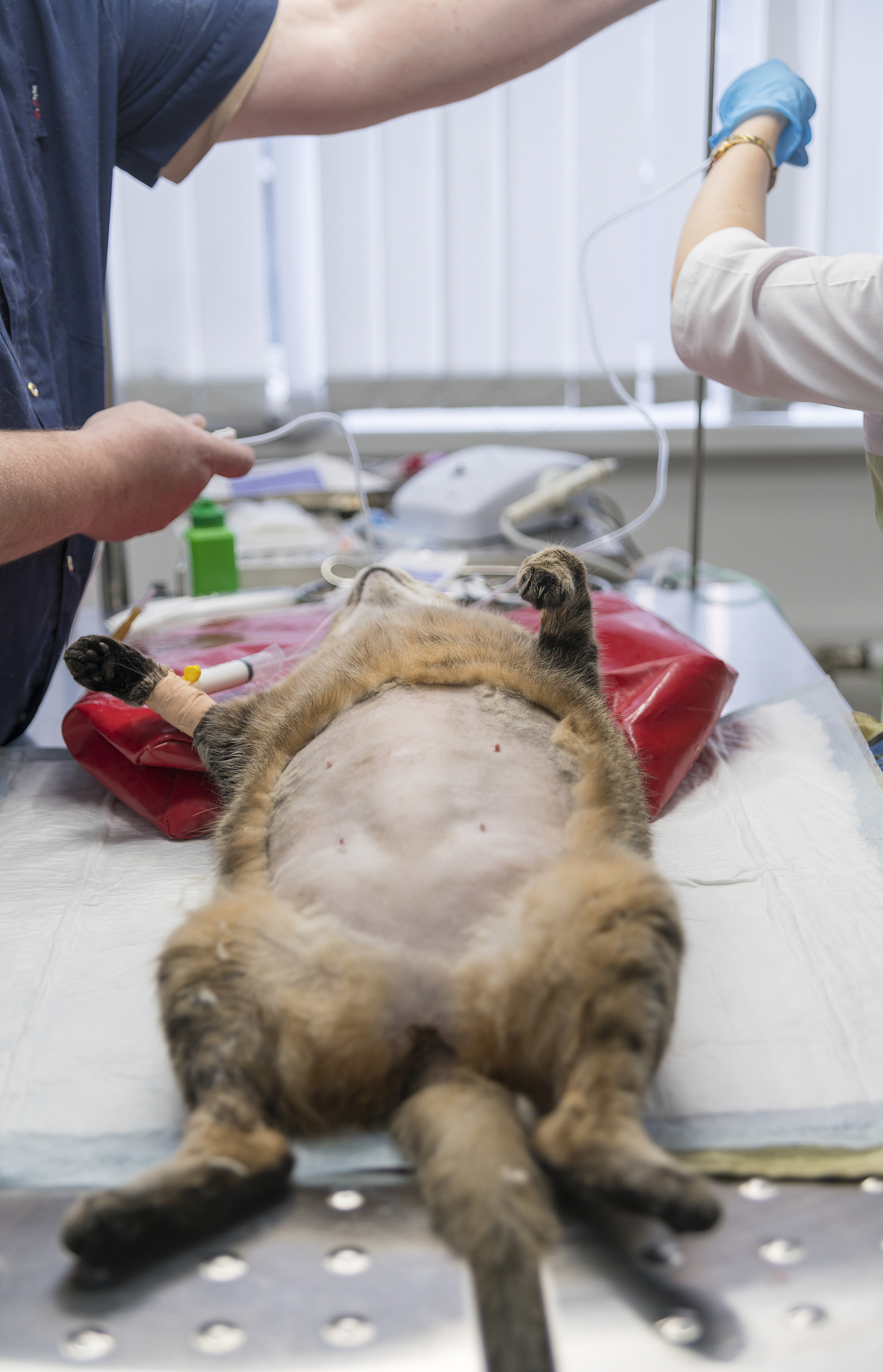 母猫绝育手术：步骤、恢复和注意事项