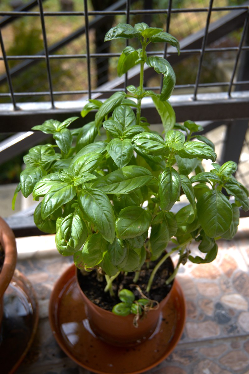 薄荷盆栽：室内种植指南，享受清新香气