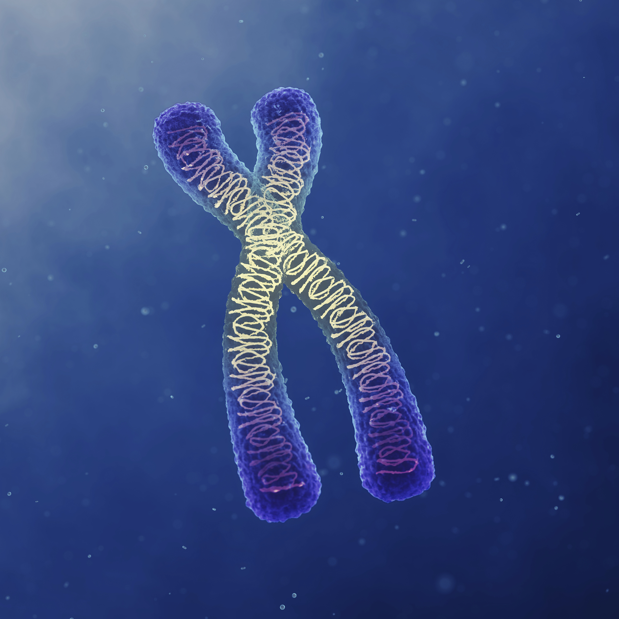 细胞增殖：DNA、染色体、染色单体之间的关系