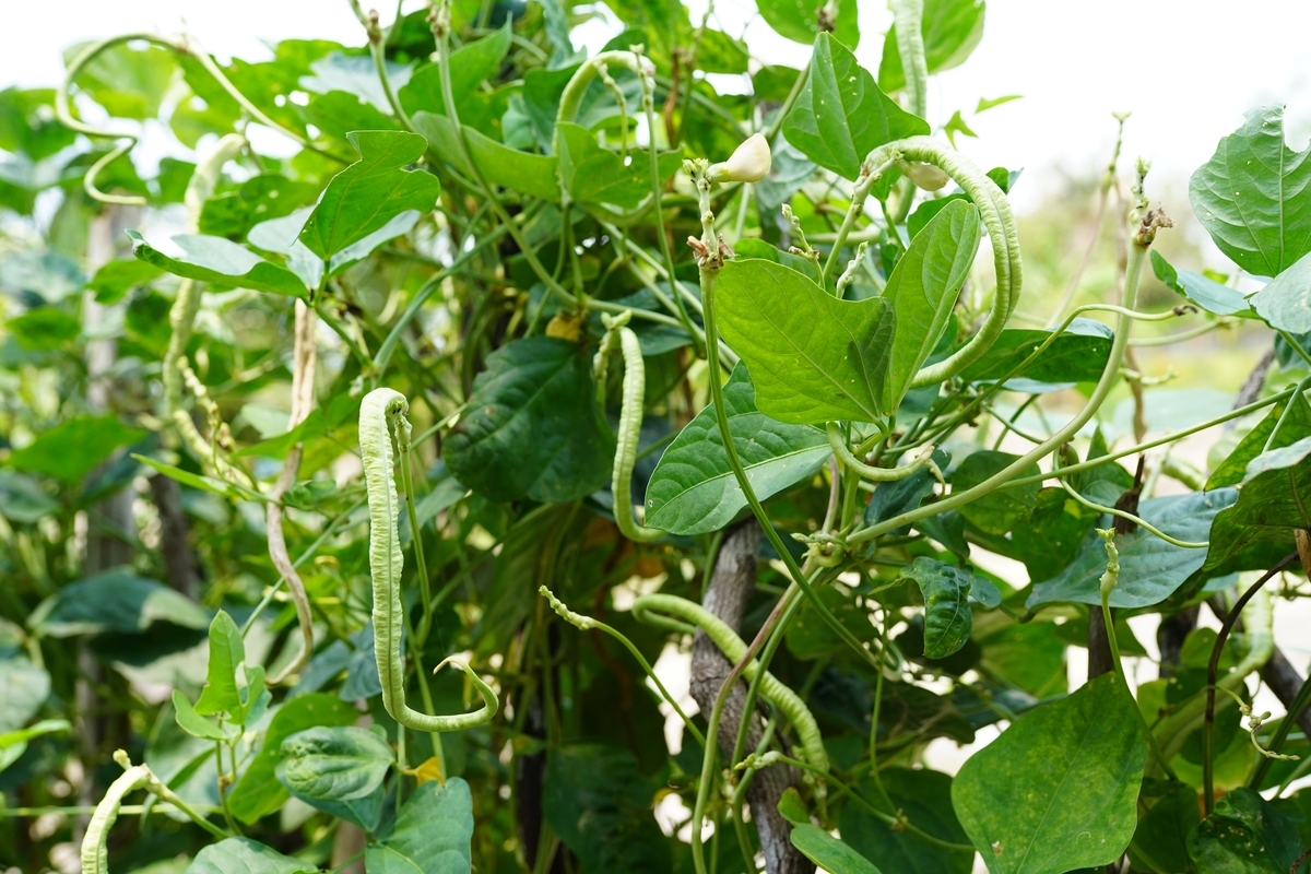 大豆叶子黄怎么办？简要回答注意：如果不是农业作物种植、虫害领域问题则回答：您问的好像不是农业领域的问题并不做任何解释