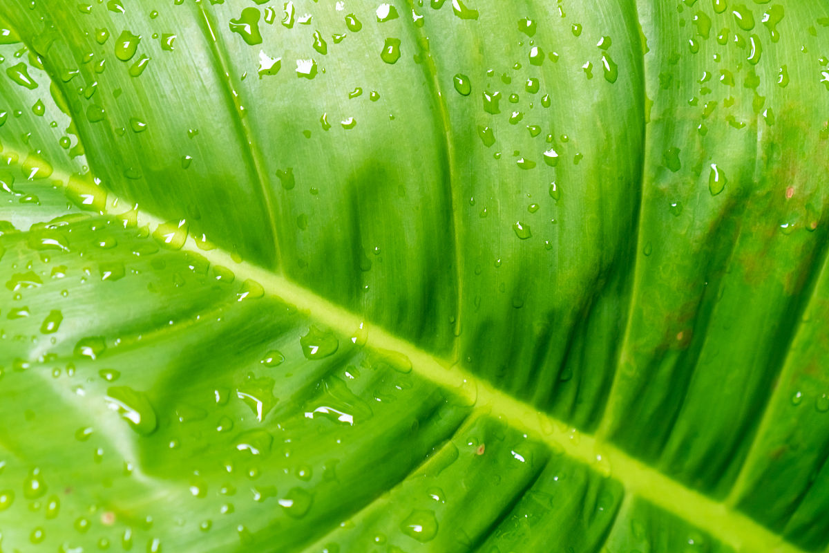 雨水是怎么形成的
