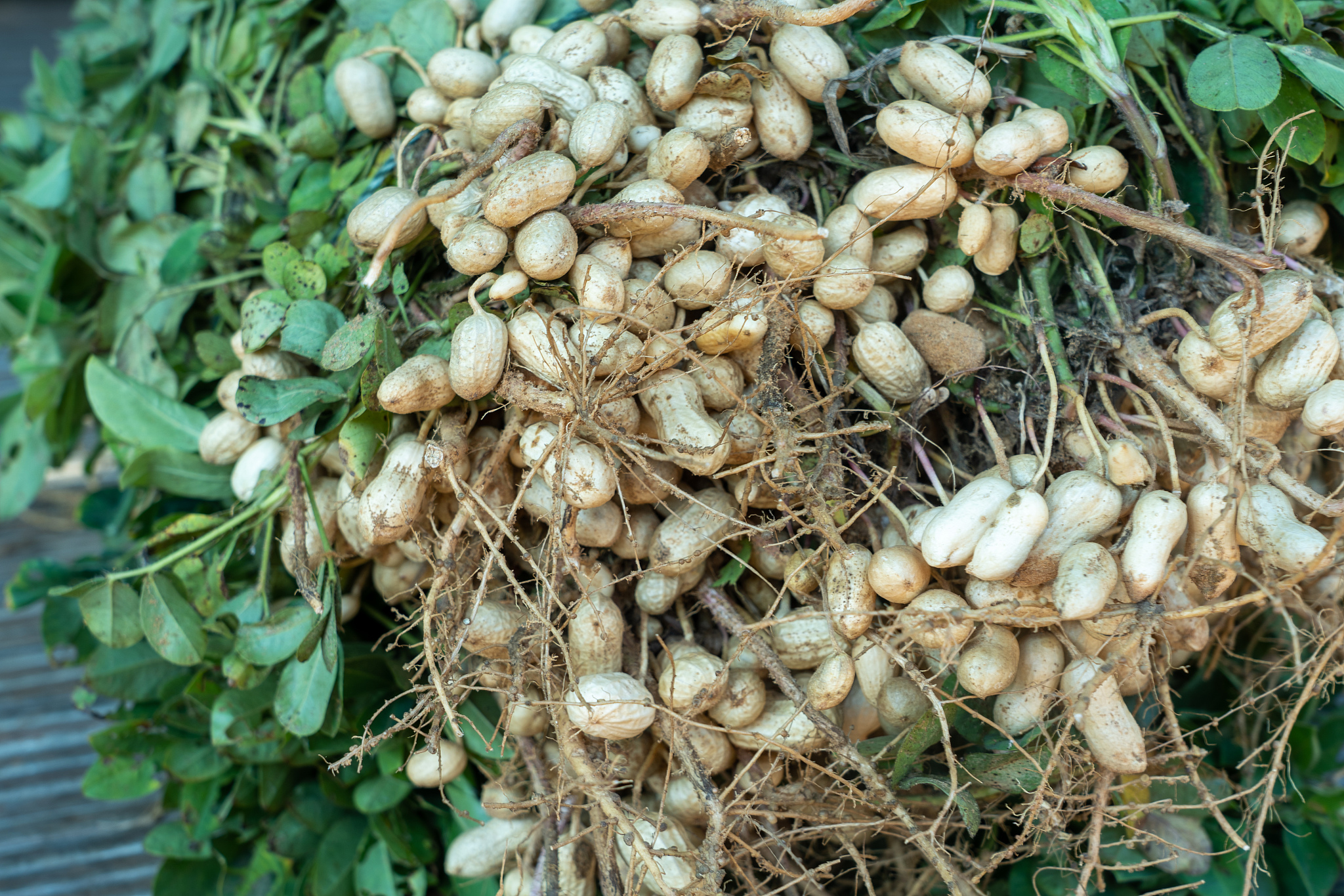 落花生种植与食用：营养价值、种植方法和美食推荐