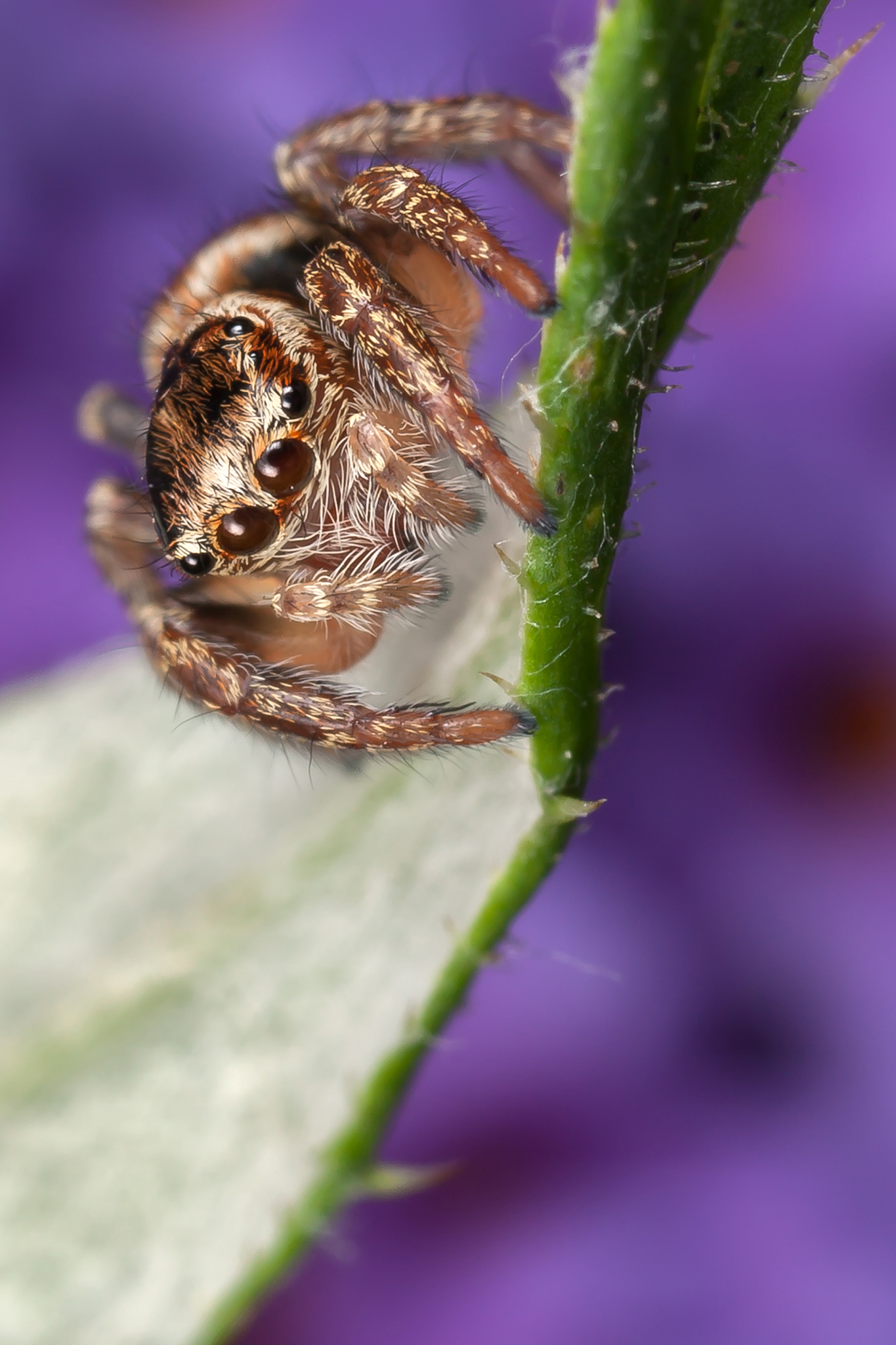 spider sitting on the leaf and looking down