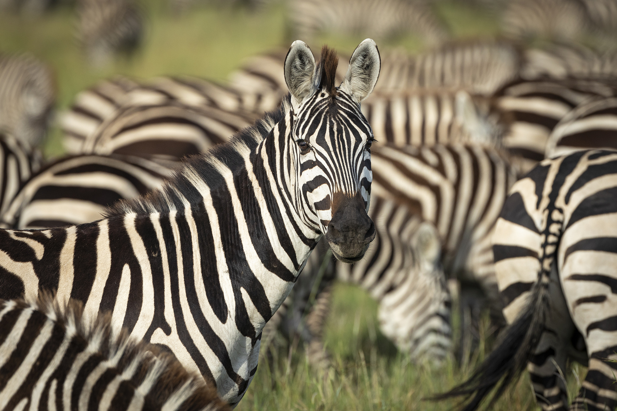 head on landscape of half body zebra looking head on at the came