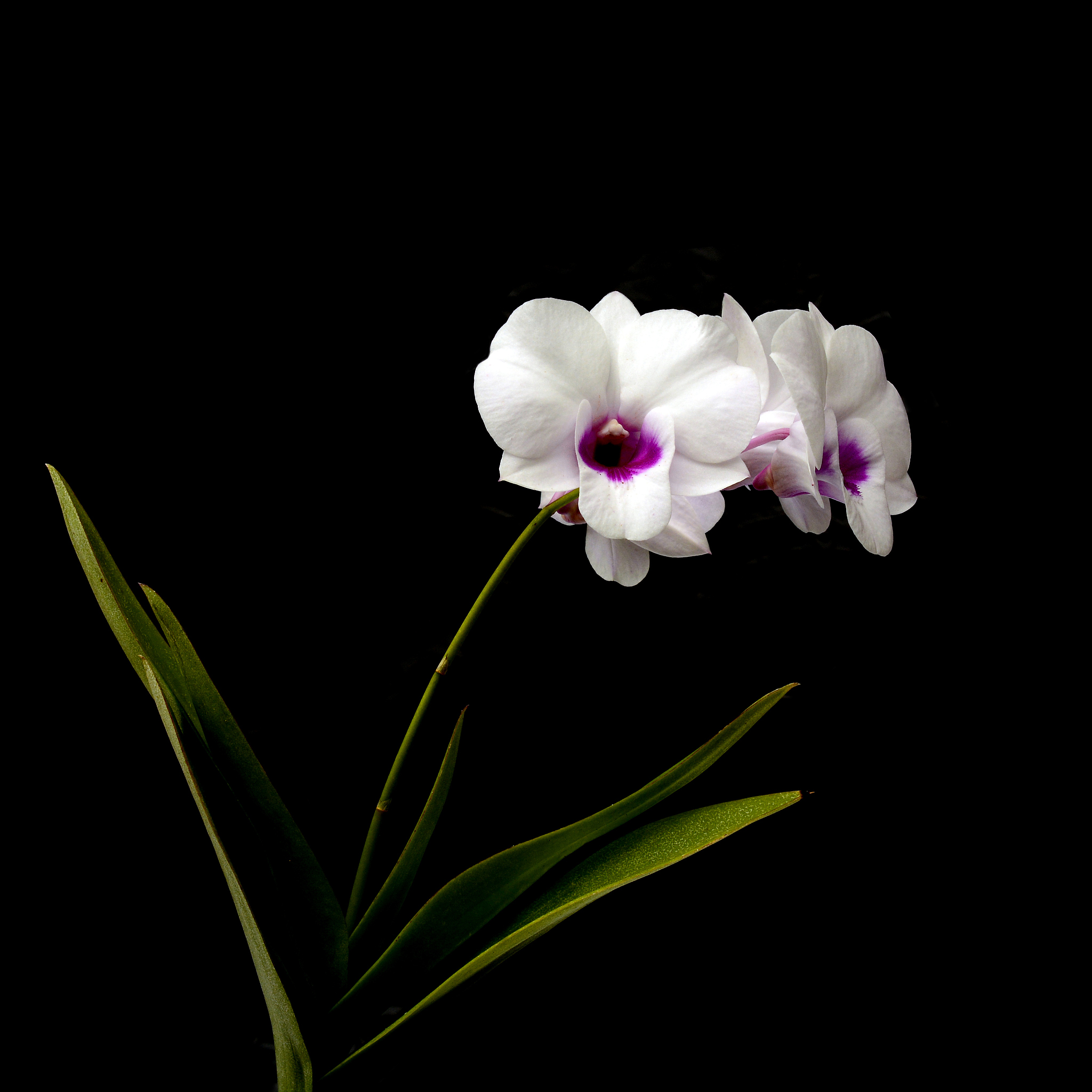 white dendrobium orchid