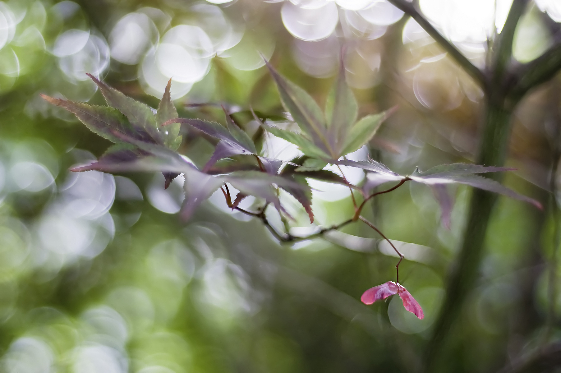 控制焦距拍摄树枝：营造清晰与模糊的视觉效果
