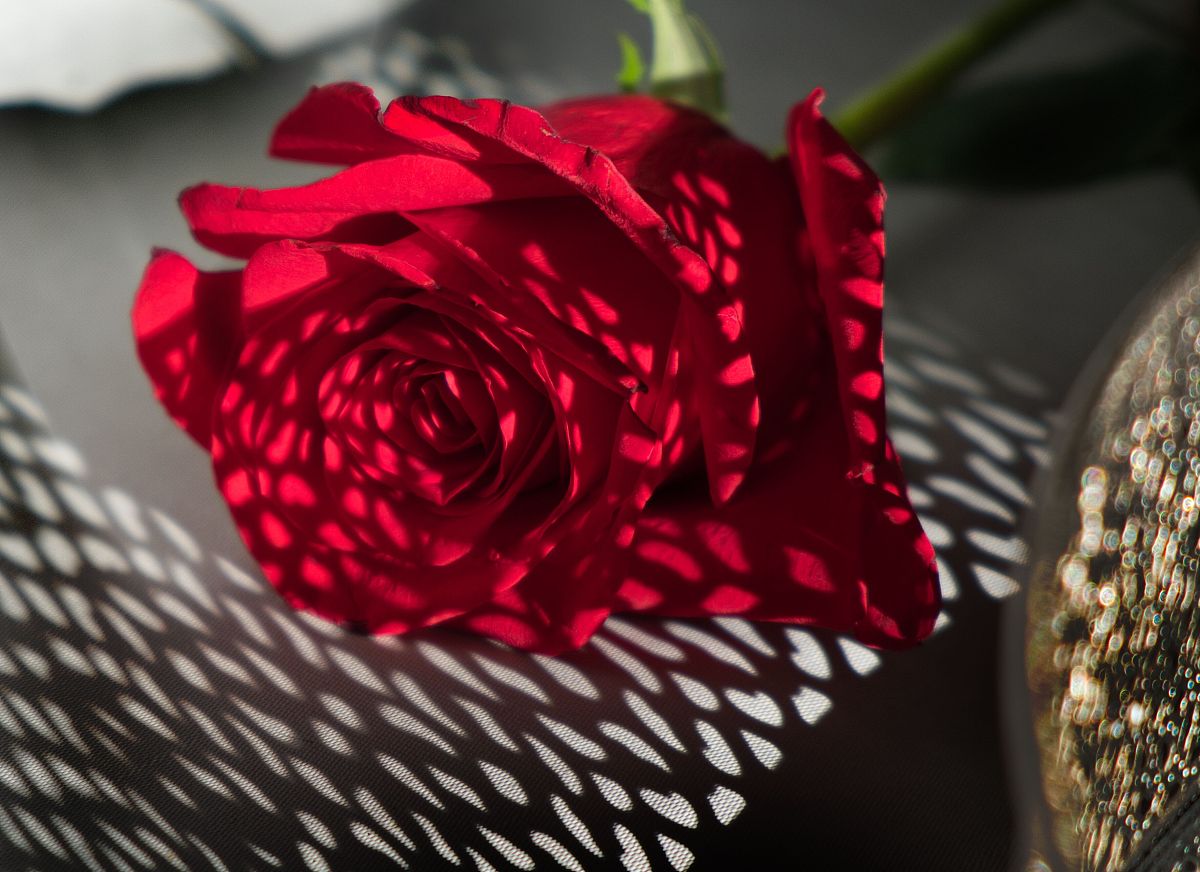 33朵红玫瑰花束黑纱什么意思