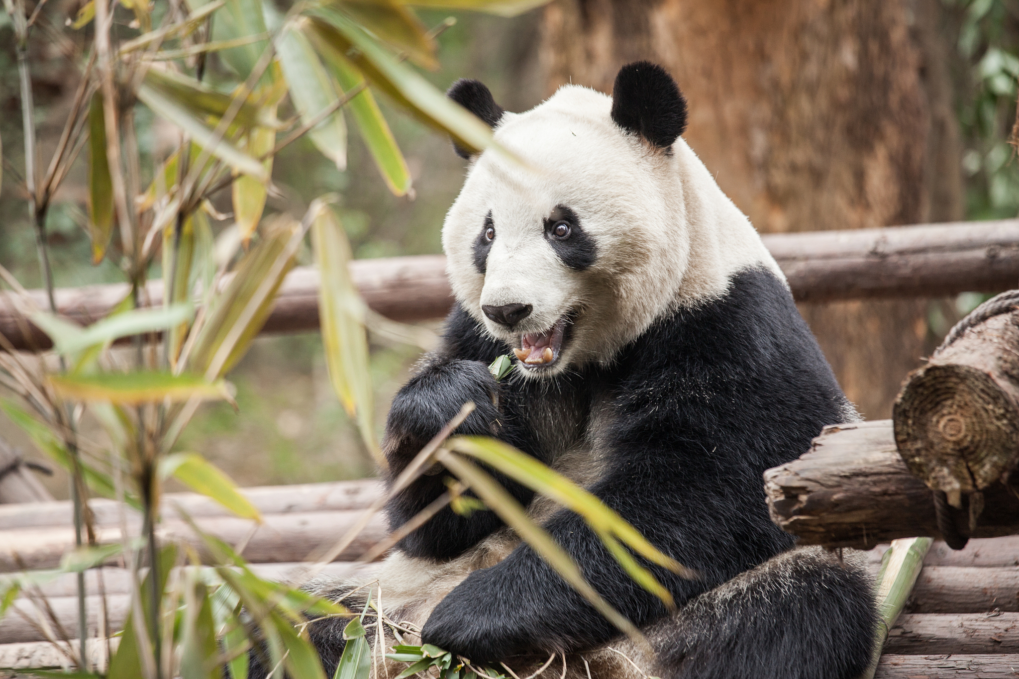 眉打一动物是什么，