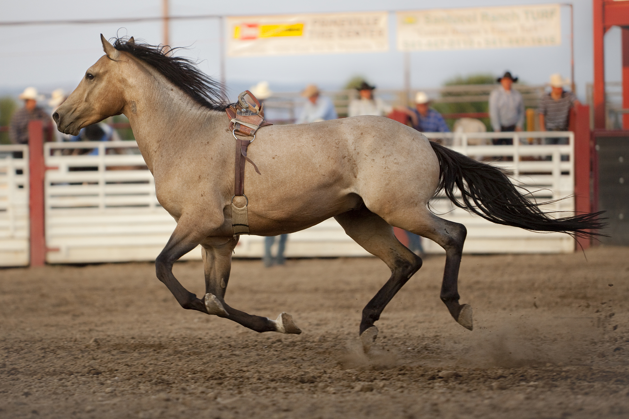 running horse at rodeo