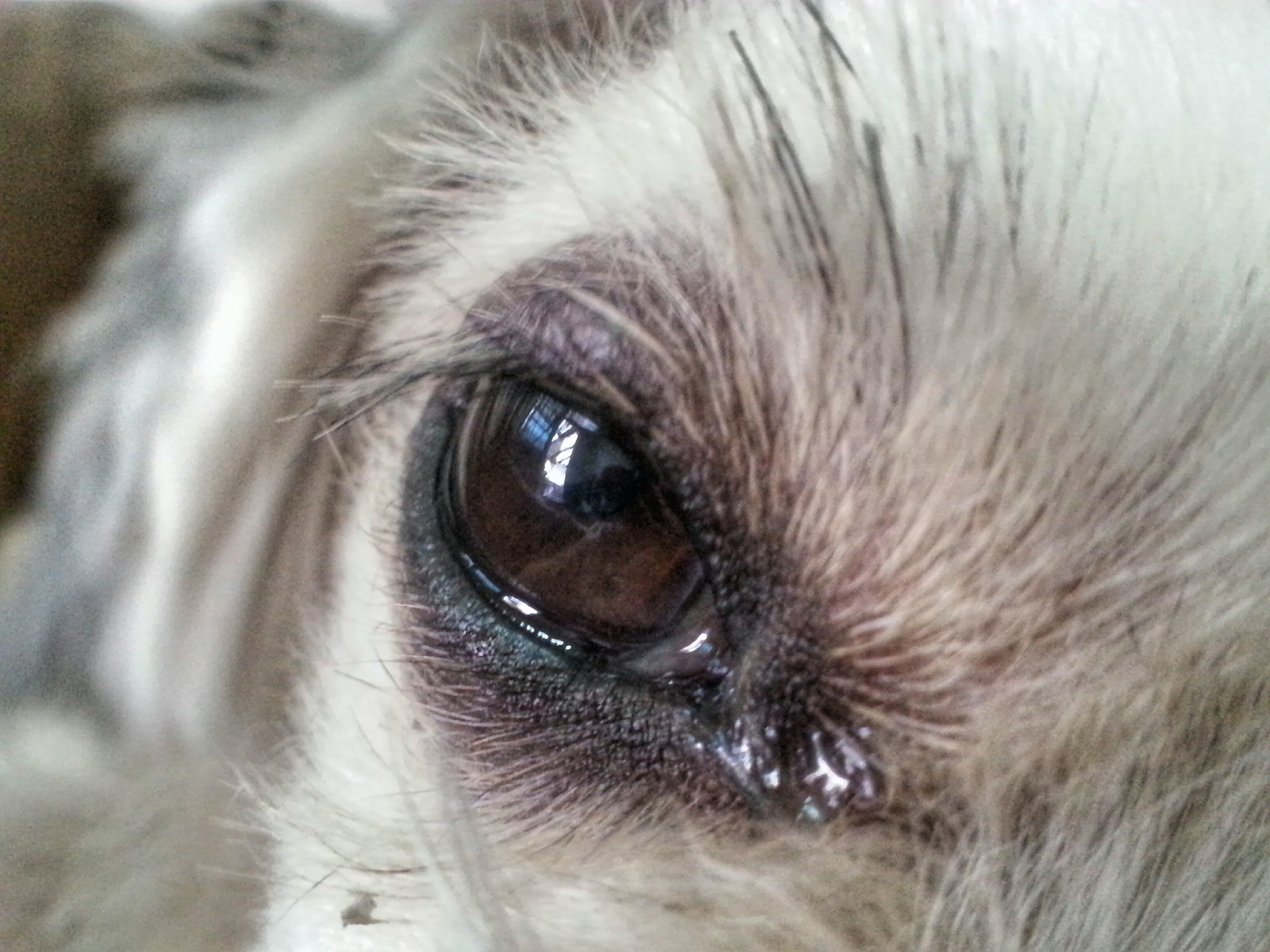 柯利犬眼部异常发病率