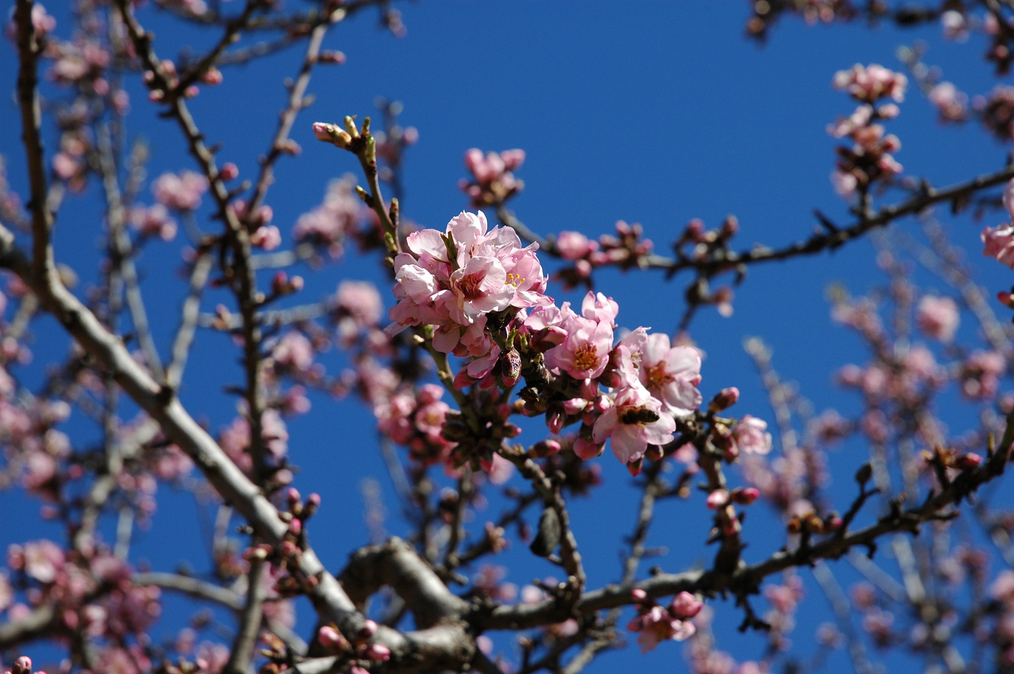 mandelblüte in spanien