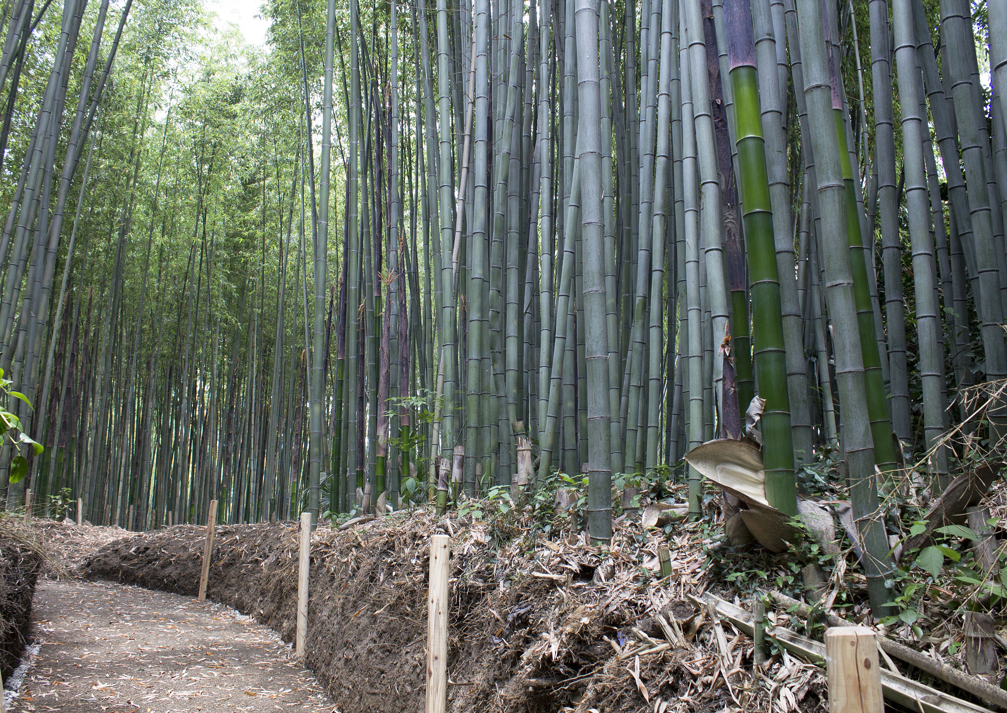 the bamboo forest of arashiyama in kyoto