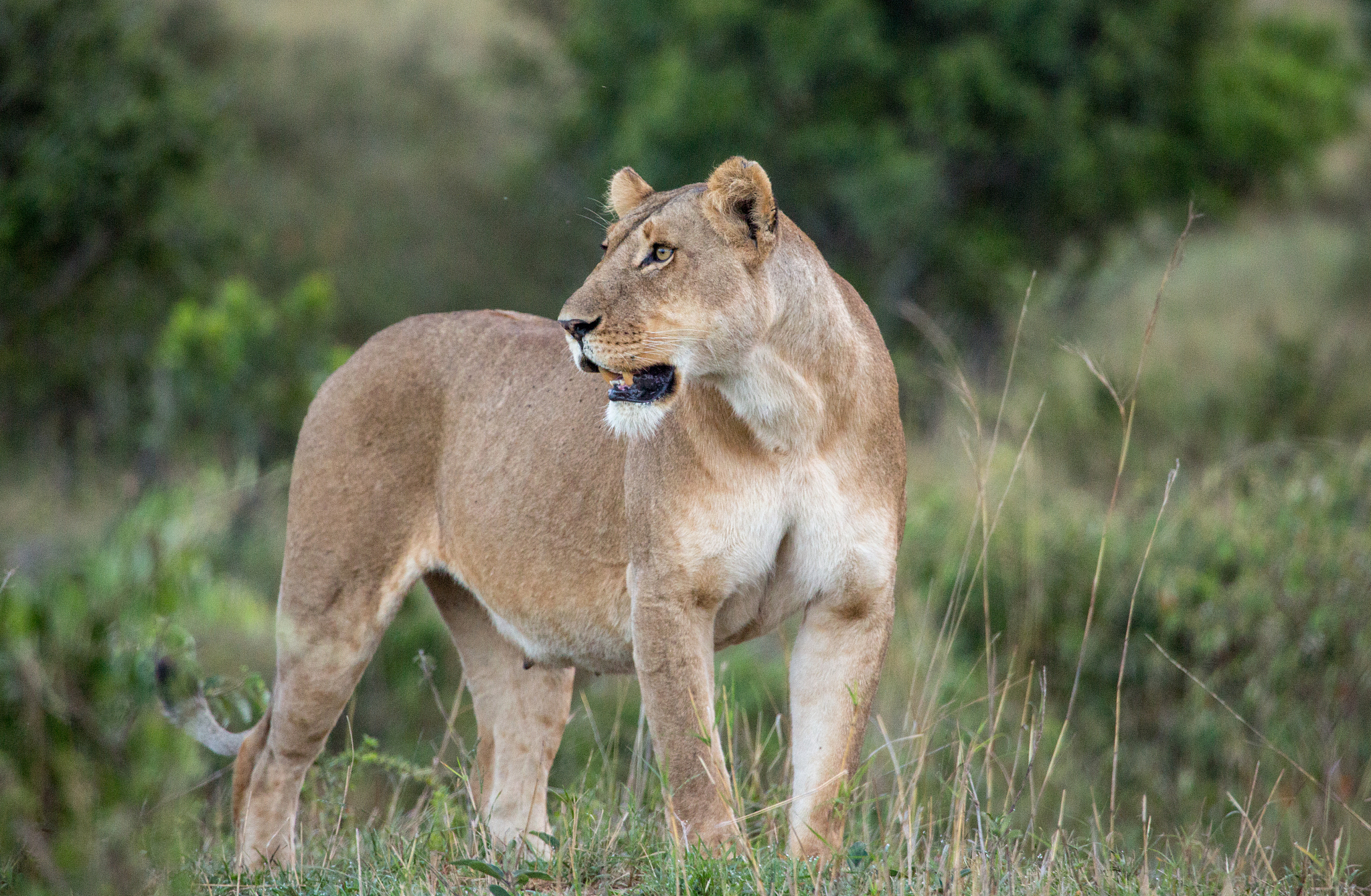 female lion strength