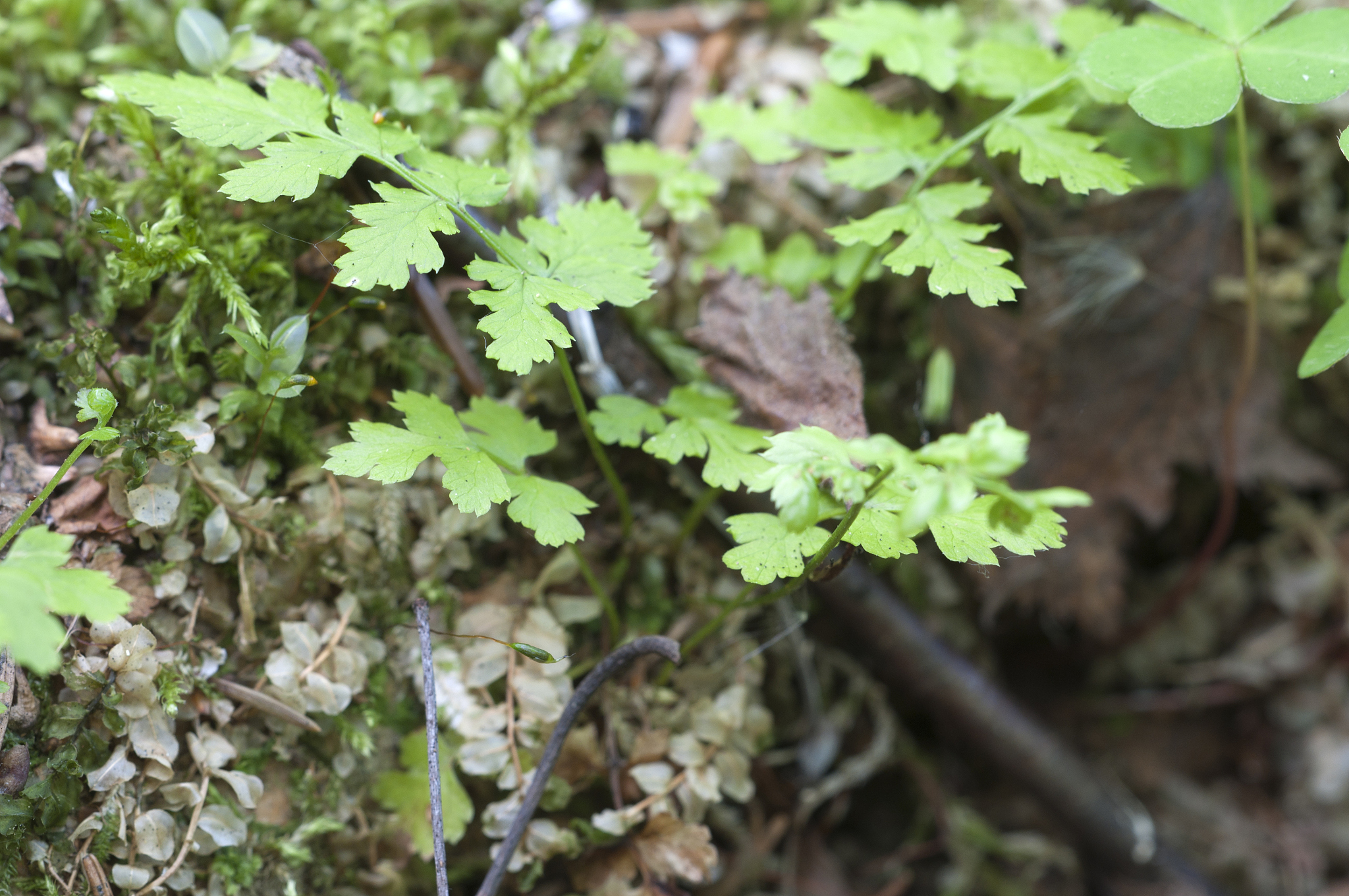 为什么大多数植物是绿色的？