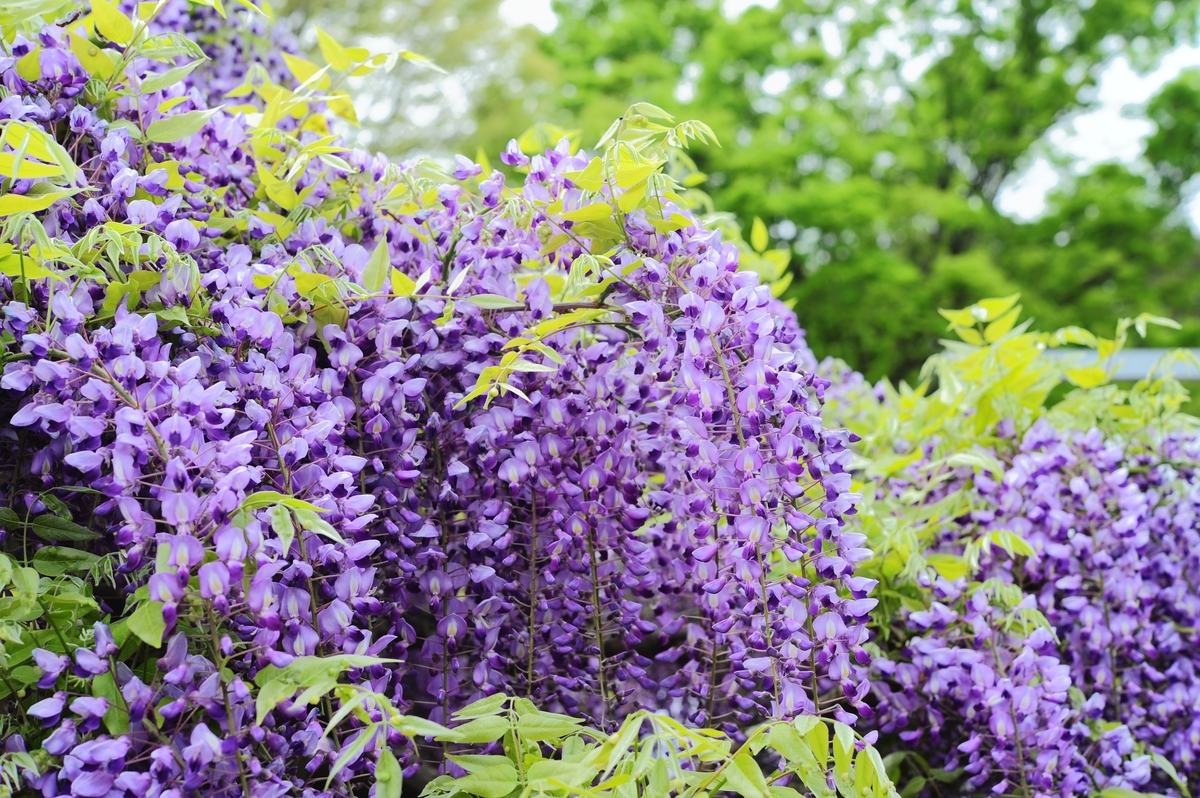 紫藤萝瀑布：云南凤庆六级瀑布奇观，紫藤花海美景！