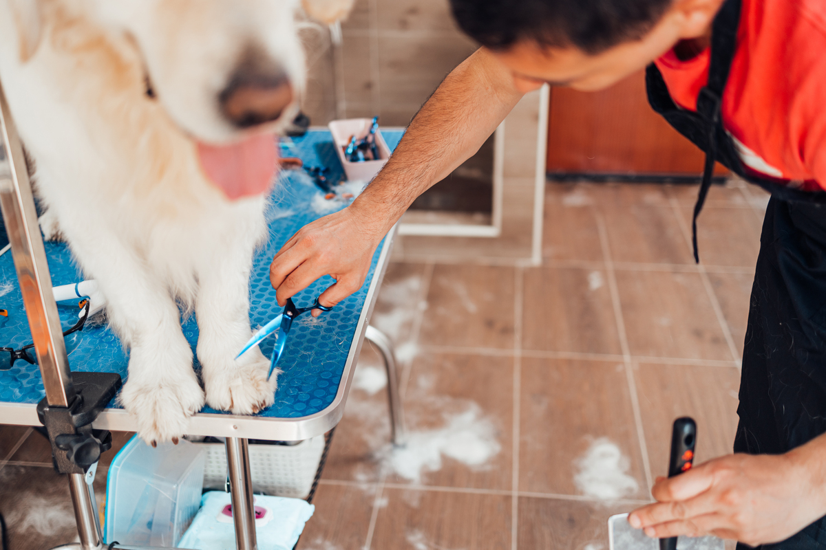 太阳花宠物梳：让你的毛茸茸宝贝更时尚更可爱！