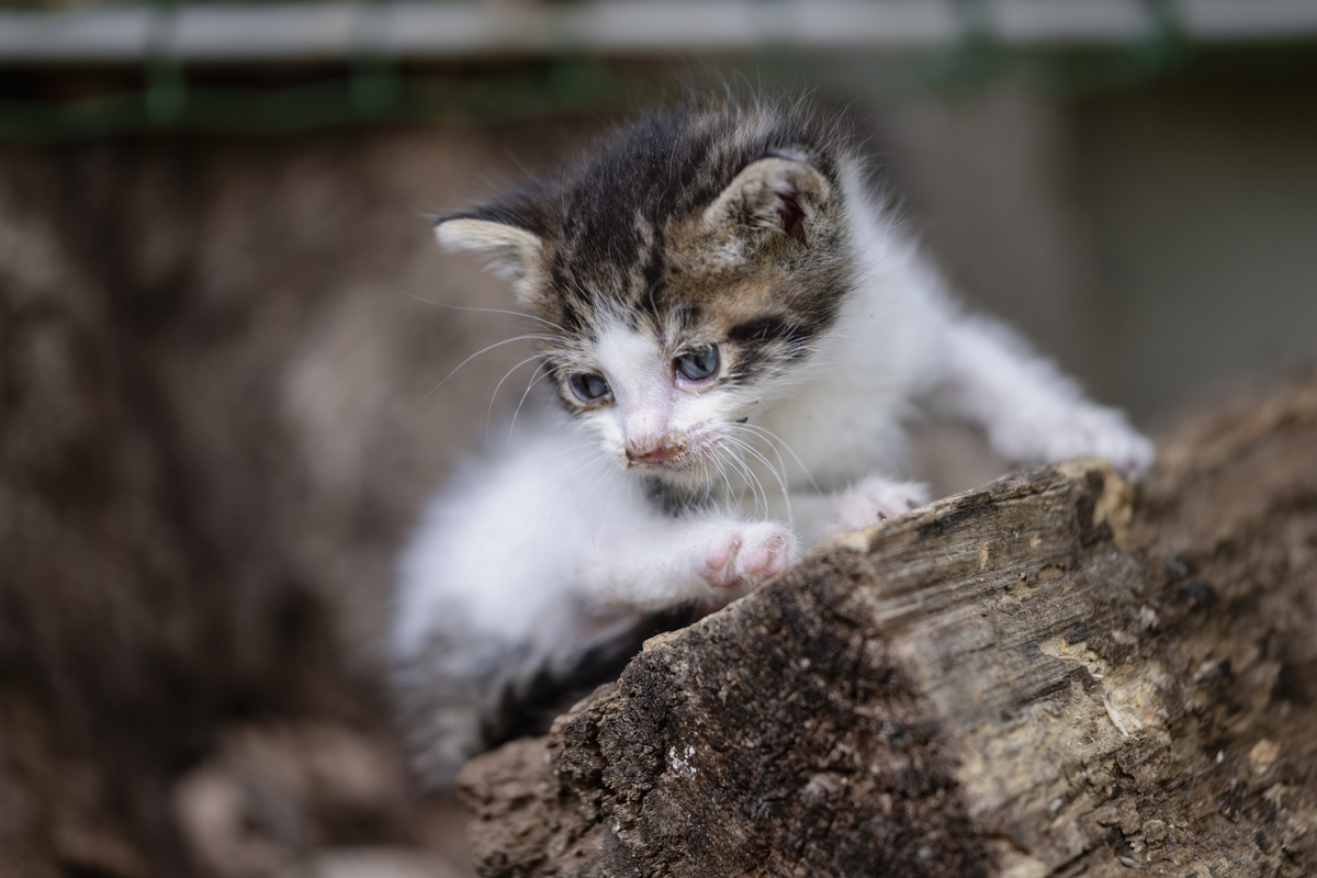用学术性中文润色以下文本：猫鼻气管炎病毒又称猫疱疹病毒I型FHV-1是猫病毒性猫鼻气管炎的病原临床上可引起猫的急性上部呼吸道感染。有些猫感染后不显临床症状而呈隐性感染但仍能向外排出病毒。猫感染本病后病毒能在病猫鼻腔、咽、喉、气管、结膜和舌上皮细胞内繁殖并随其分泌物排出到体外。健康猫接触了被病毒污染的饲料、水、用具和周围环境时就可发生本病。本病成年和幼龄猫均易发生幼仔感染后严重时引起死亡。