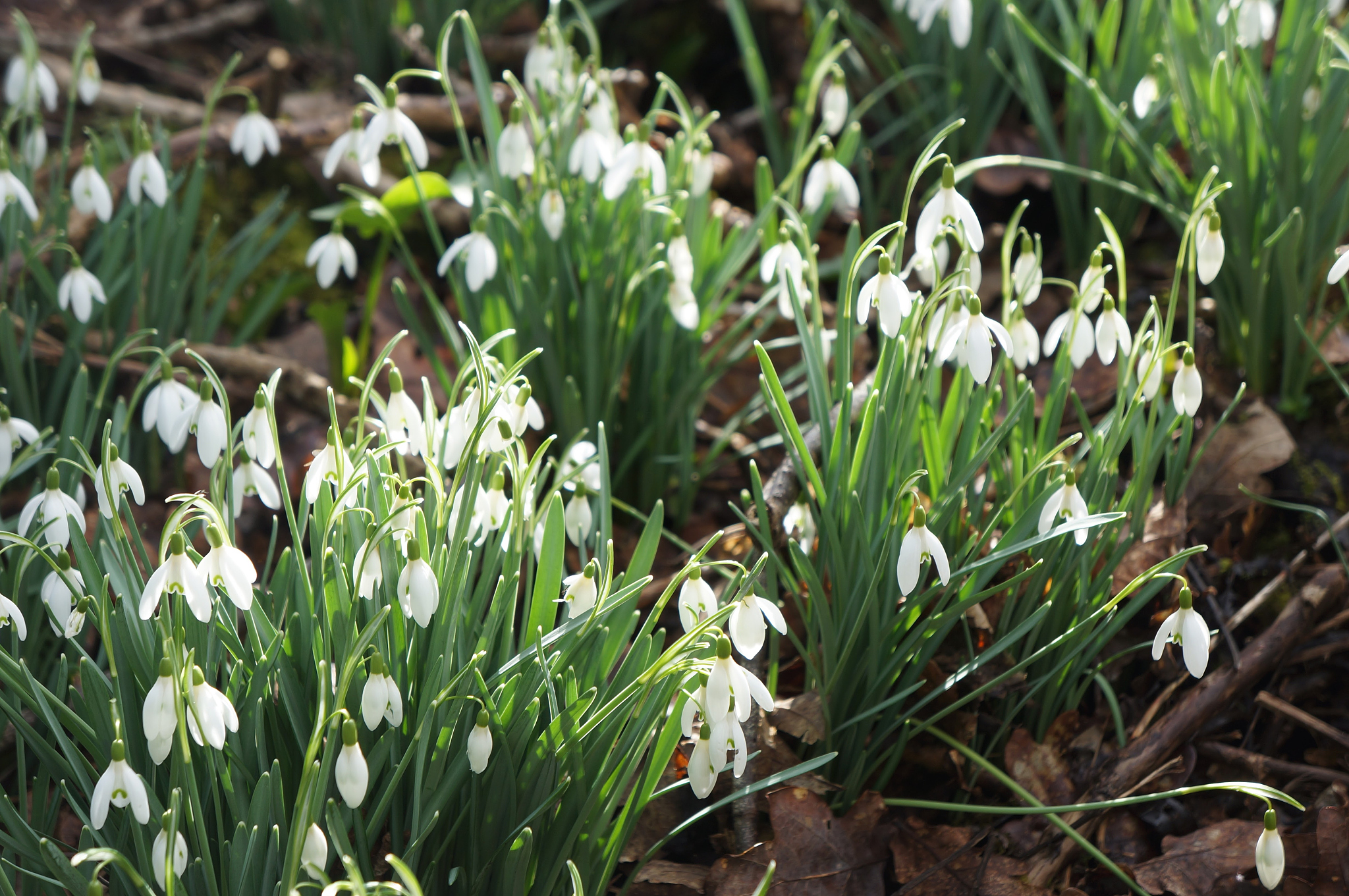high angle view of snowdrops blooming at forest